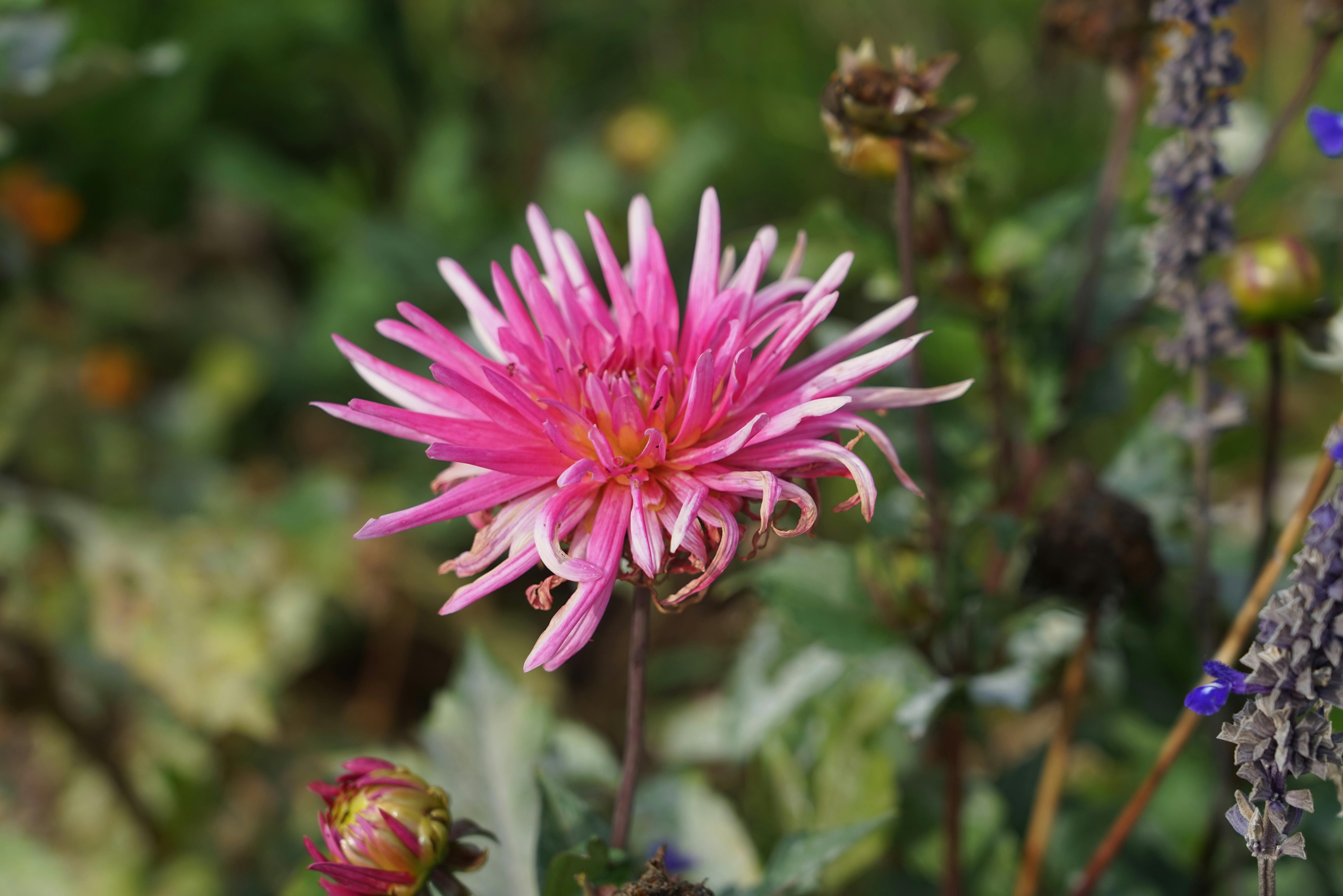 Free Close-up of a vivid pink dahlia surrounded by garden foliage, capturing the essence of spring. Stock Photo