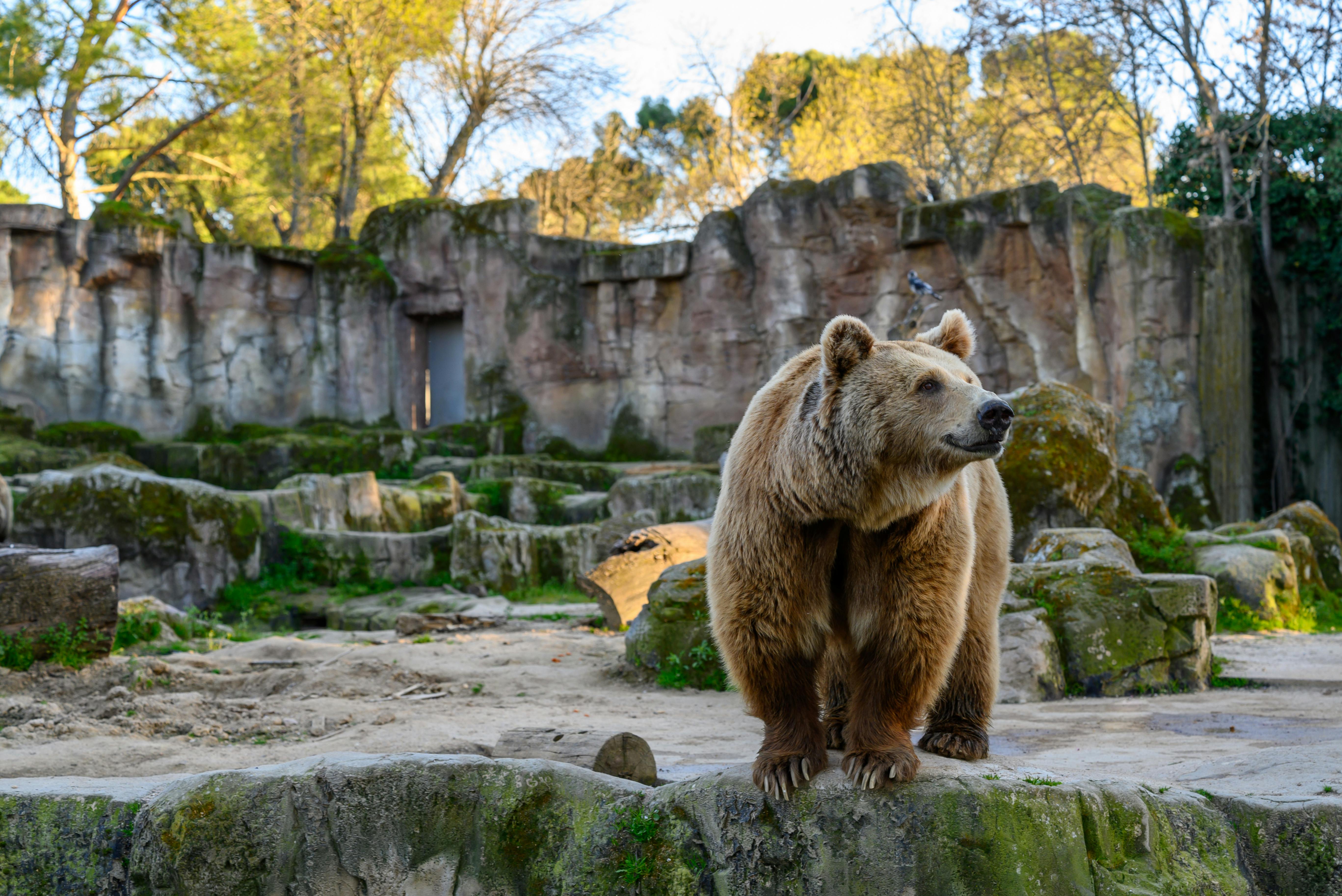 免费 在阳光的照耀下，一只棕熊在马德里动物园的自然围栏里漫步。 素材图片