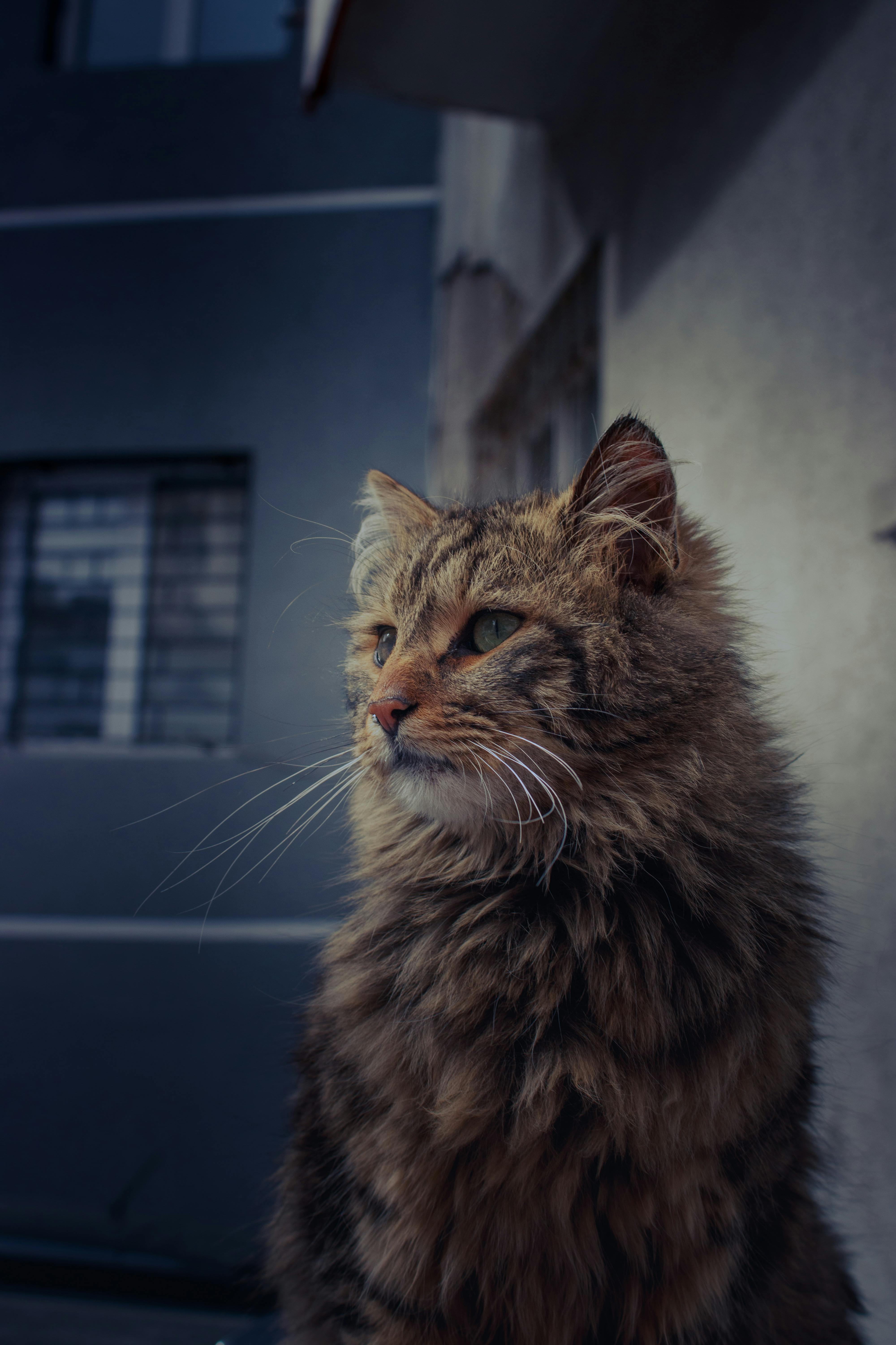 무료 야외에 앉아 있는 복슬복슬한 갈색 고양이의 클로즈업 사진으로, 위풍당당한 털과 차분한 모습이 돋보입니다. 스톡 사진