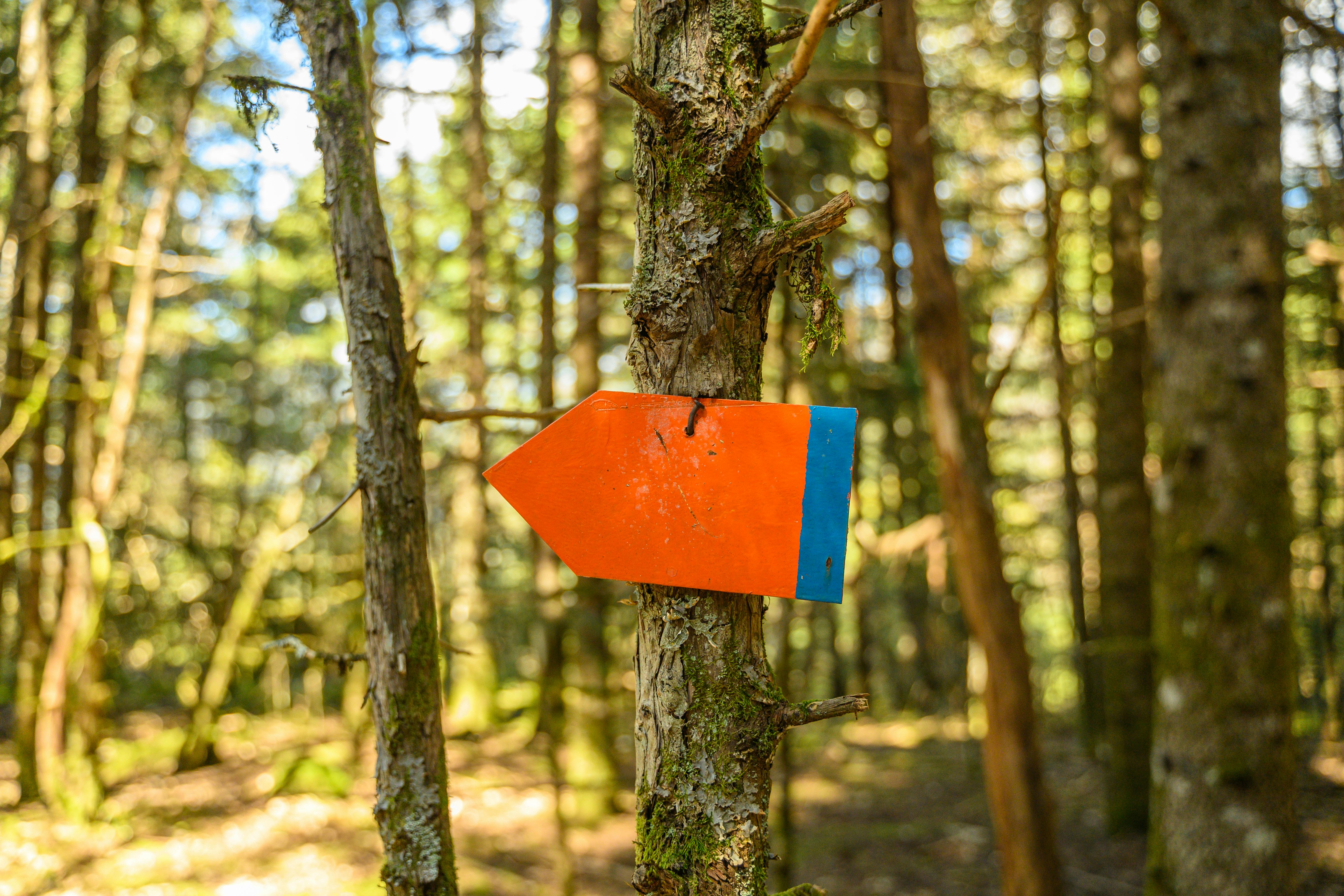 Безкоштовне Яскраво-помаранчевий та синій маркер стежки, прикріплений до дерева в пишному лісі. стокове фото