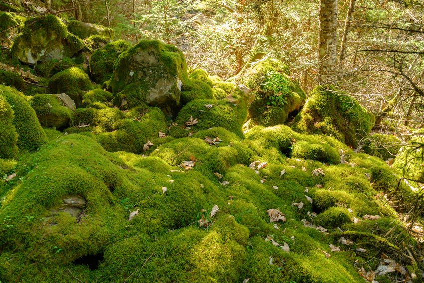 A deep sphagnum bed under open canopy &mdash; photo by Kostas Dimopoulos on Pexels