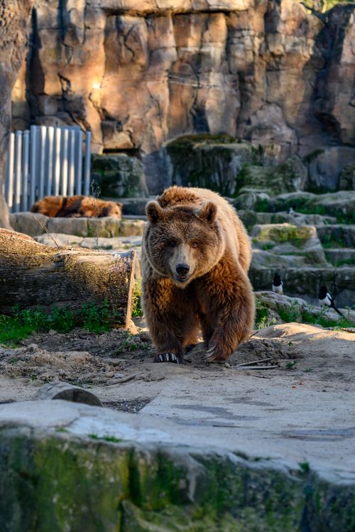 Free A brown bear explores its rocky enclosure in a Madrid zoo. Stock Photo