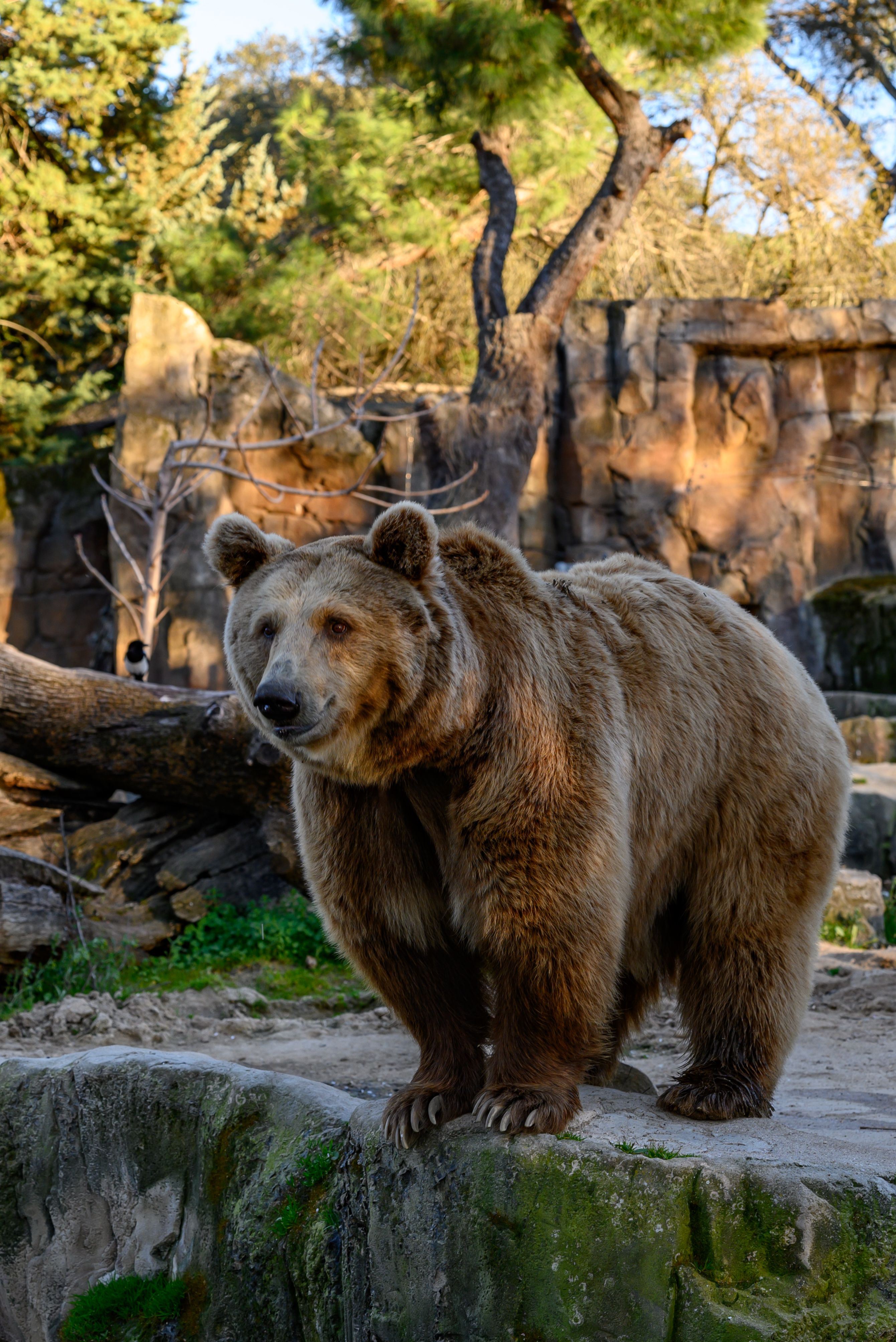 Fotomural Un majestuoso oso grizzly explorando su hábitat en el zoológico de Madrid en un día soleado.