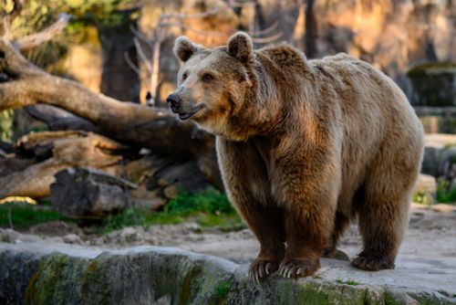 Free A European brown bear stands in its naturalistic habitat at Madrid Zoo, Spain. Stock Photo