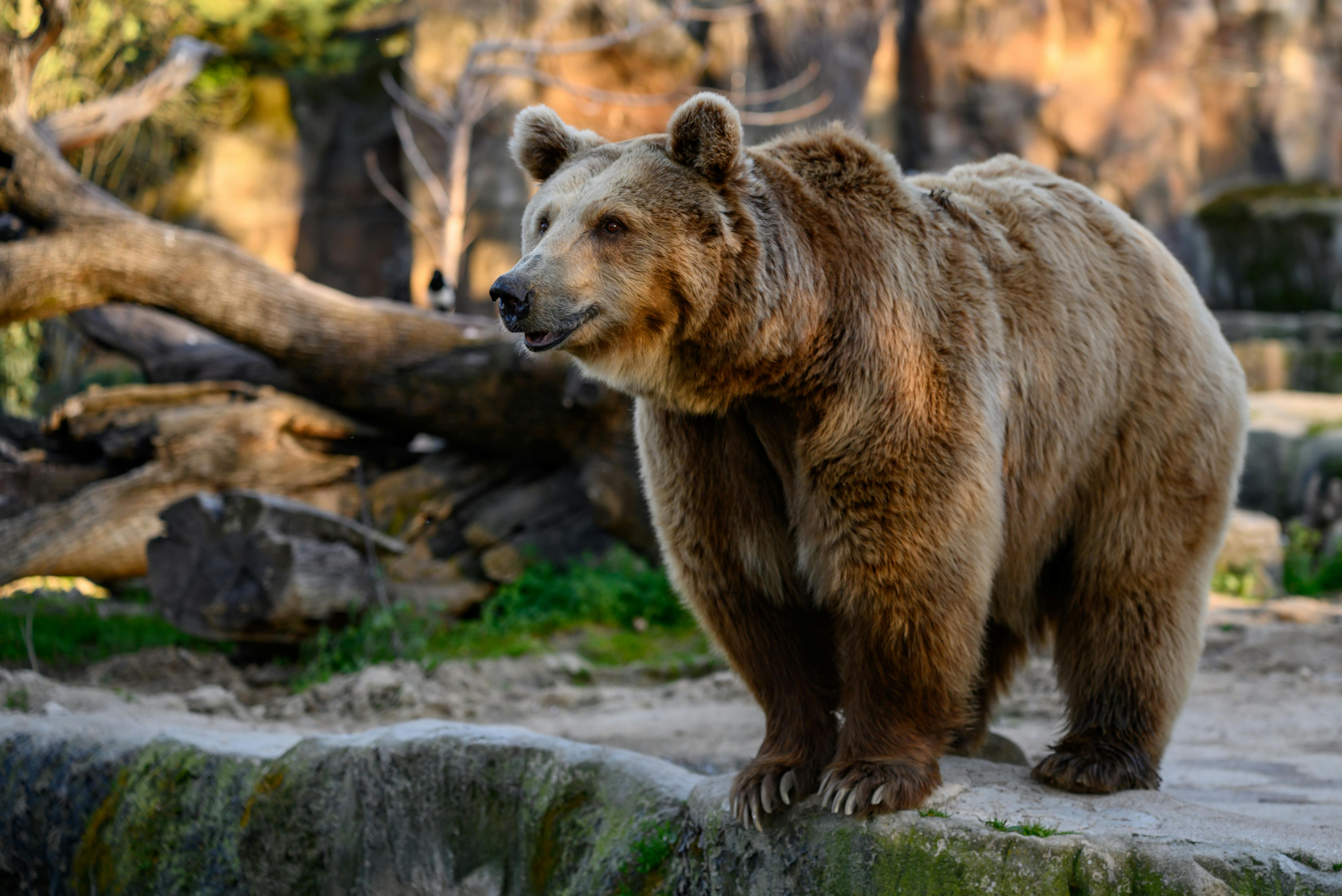 Bezpłatne Europejski niedźwiedź brunatny stoi w swoim naturalnym środowisku w madryckim ogrodzie zoologicznym w Hiszpanii. Zdjęcie z galerii