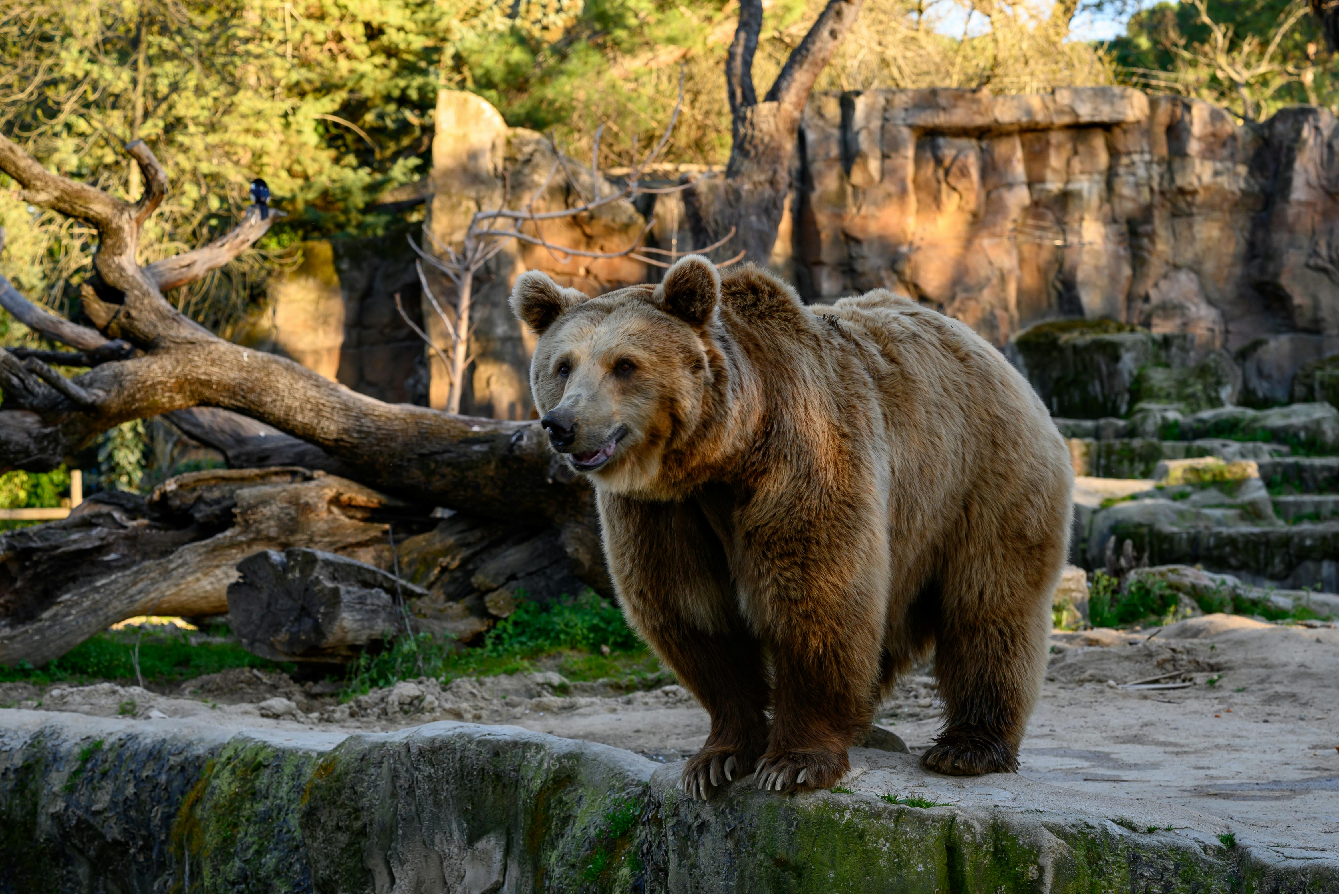 A majestic brown bear stands in its enclosure at the Madrid Zoo, surrounded by rocks and trees.