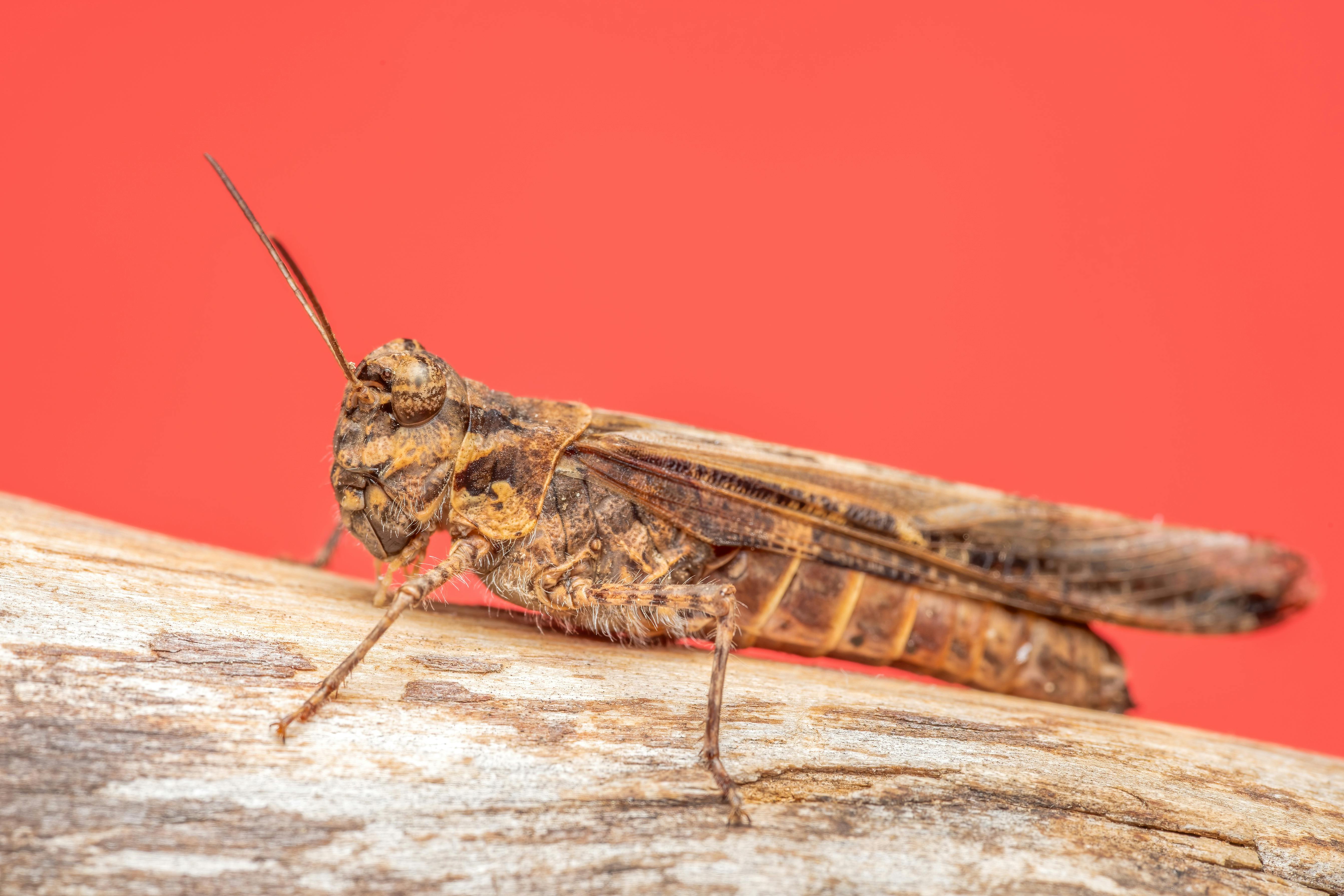 Free stock photo of acrididae, alas de insecto, blurry background Stock Photo