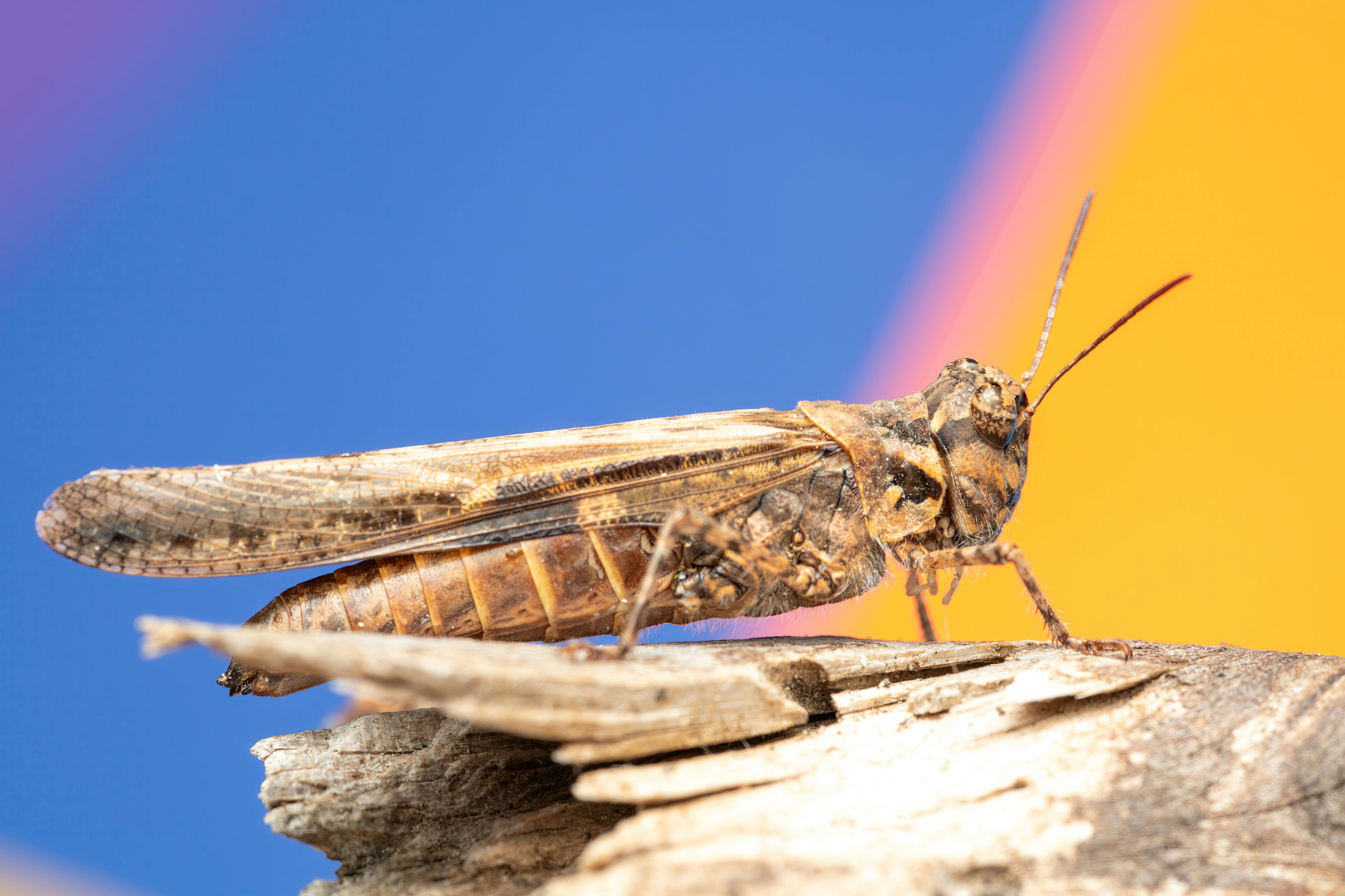 Free Macro shot of a brown grasshopper perched on a log against a vibrant background in Picassent, Spain. Stock Photo