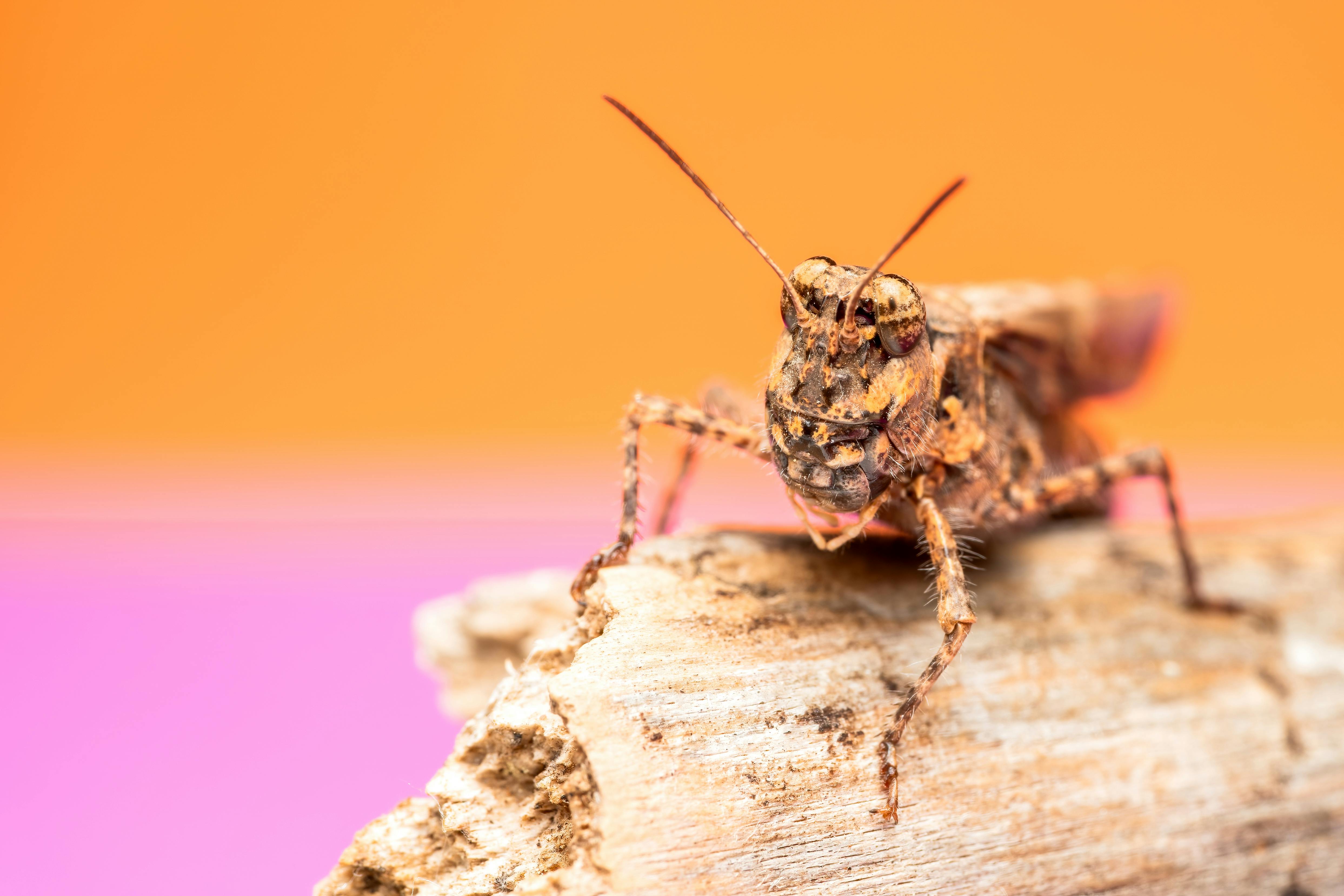 Miễn phí Hình ảnh cận cảnh chi tiết của một con châu chấu nâu trên thân cây khô với nền màu cam và hồng. Ảnh lưu trữ