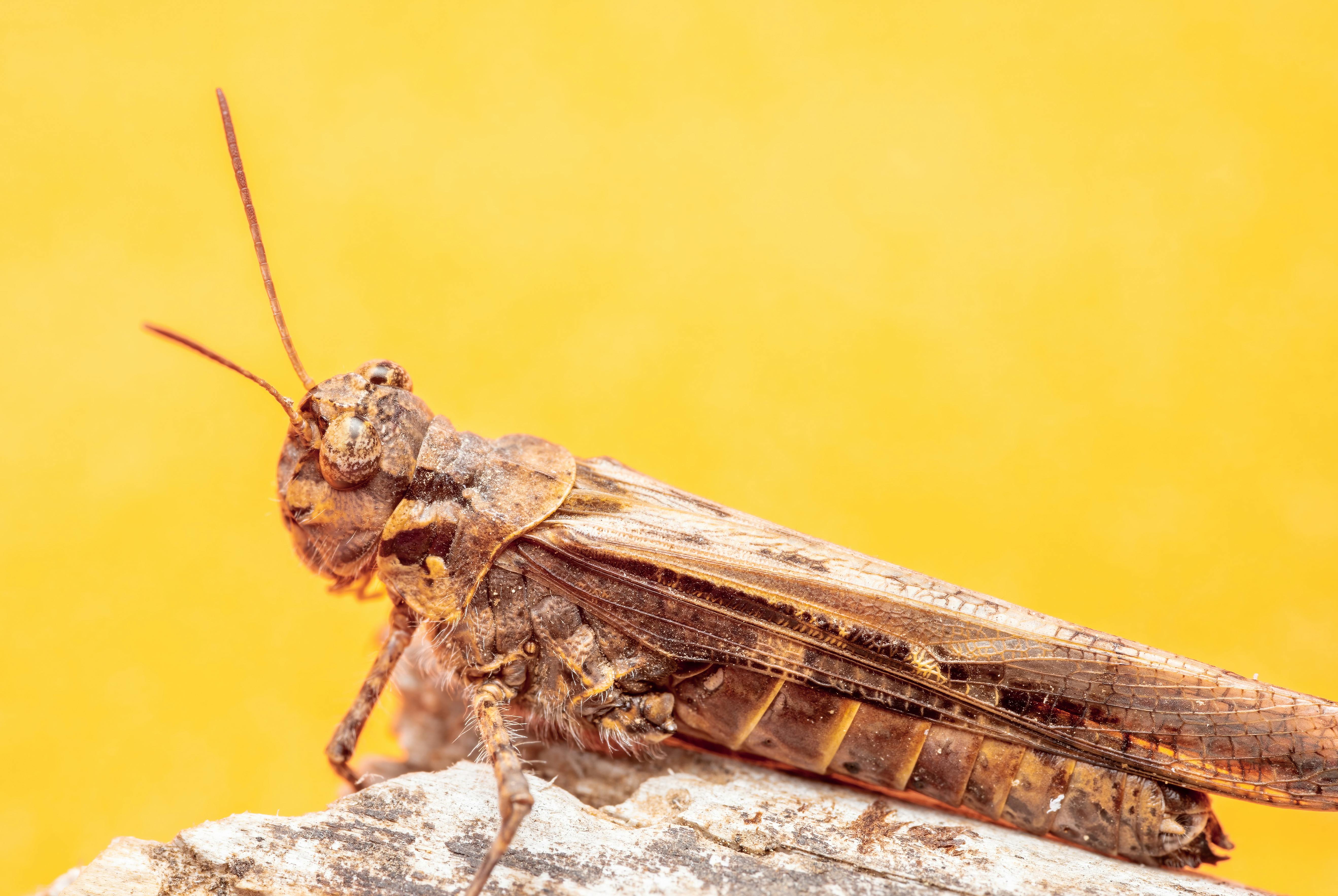 Miễn phí Ảnh cận cảnh macro của một con châu chấu màu nâu đậu trên tảng đá với phông nền màu cam rực rỡ. Ảnh lưu trữ