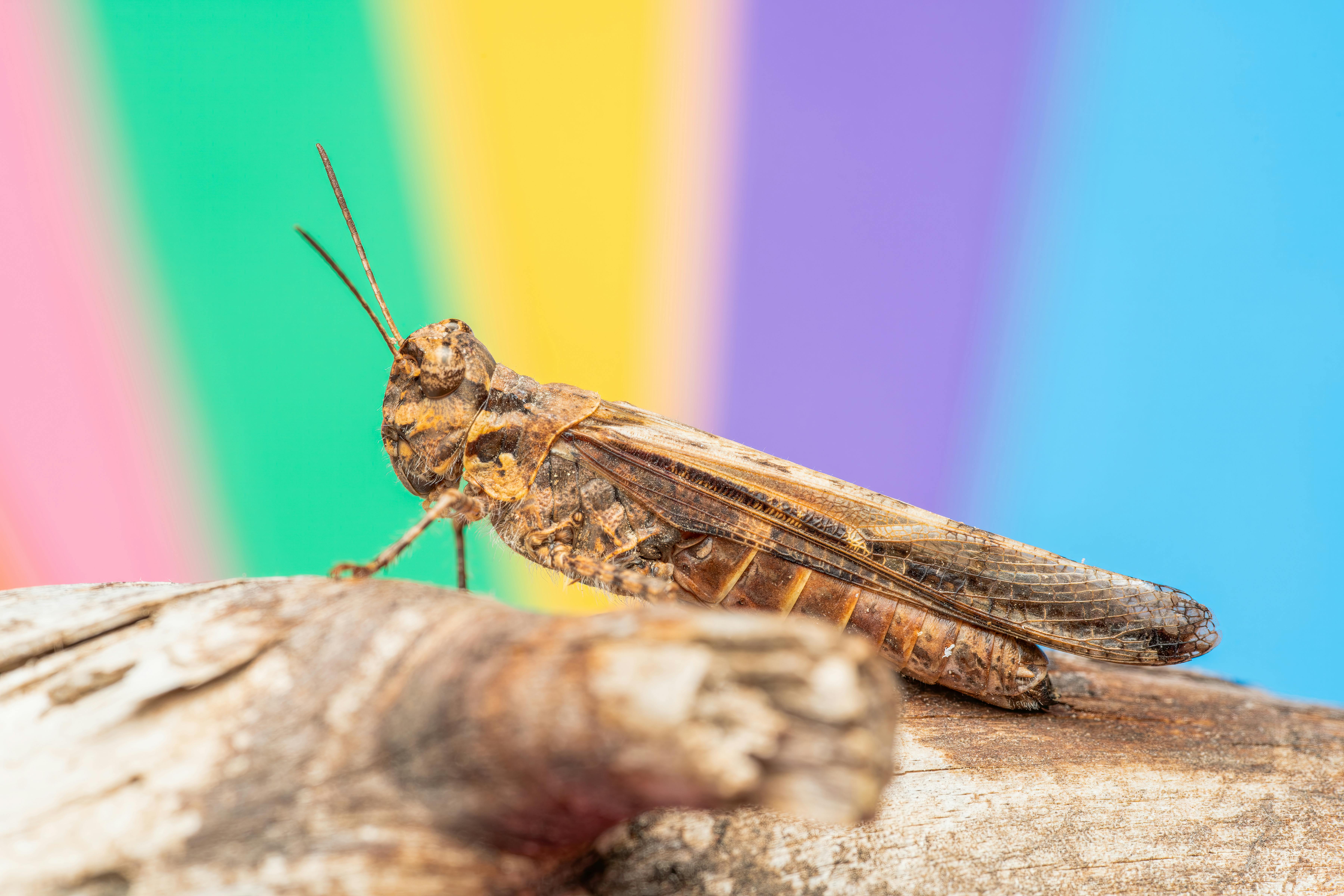 免费 一只棕色蚱蜢栖息在干枯的树干上，背景是色彩鲜艳的多彩物体。 素材图片