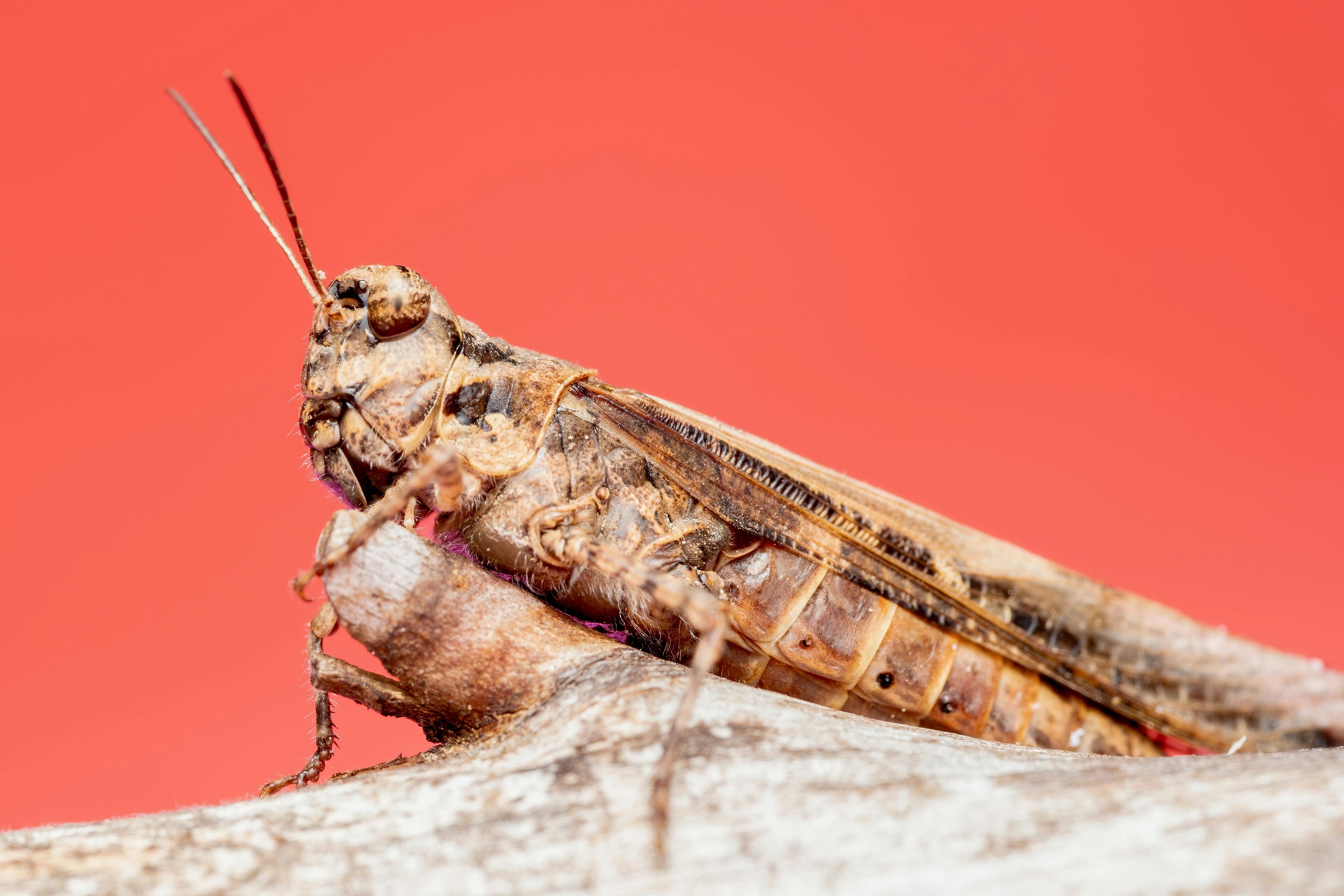 bezplatná Detailní makro hnědé kobylky sedící na suchém kmeni s výrazně červeným pozadím. Základová fotografie