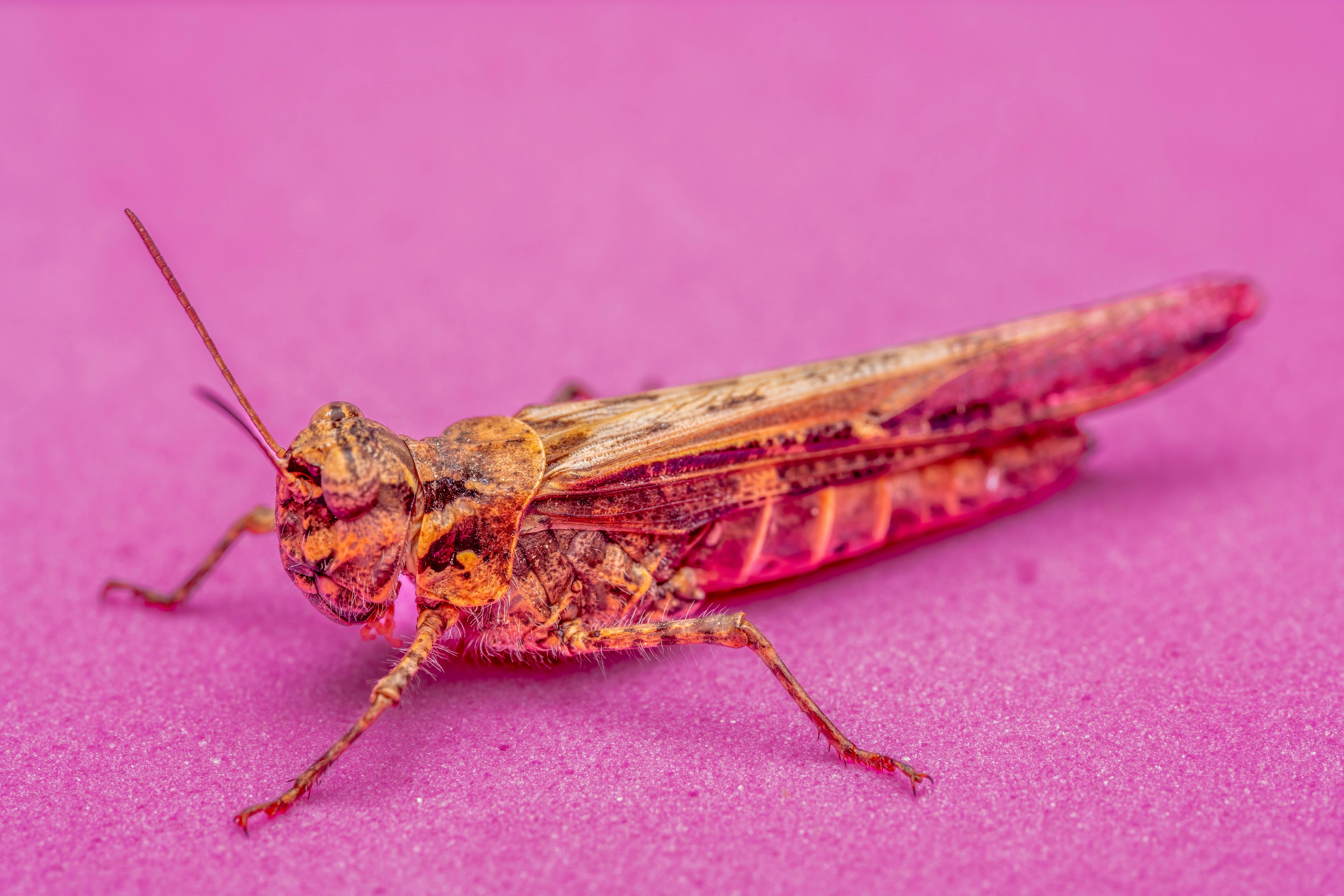 Free Close-up macro photograph of a Mediterranean grasshopper on a vibrant pink background. Stock Photo
