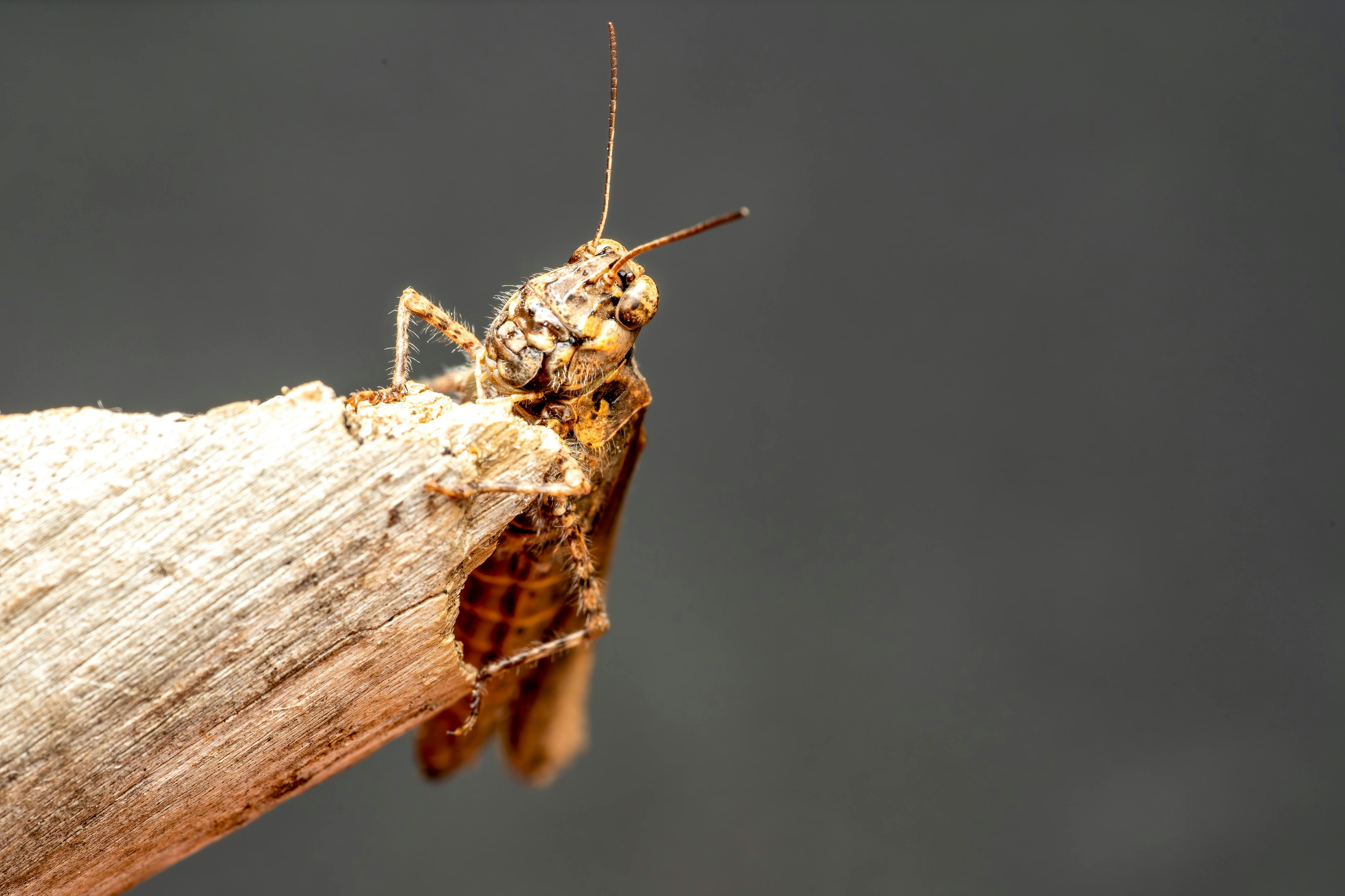 bezplatná Detailní záběr hnědé kobylky sedící na suchém kmeni, která ukazuje složitou krásu přírody. Základová fotografie