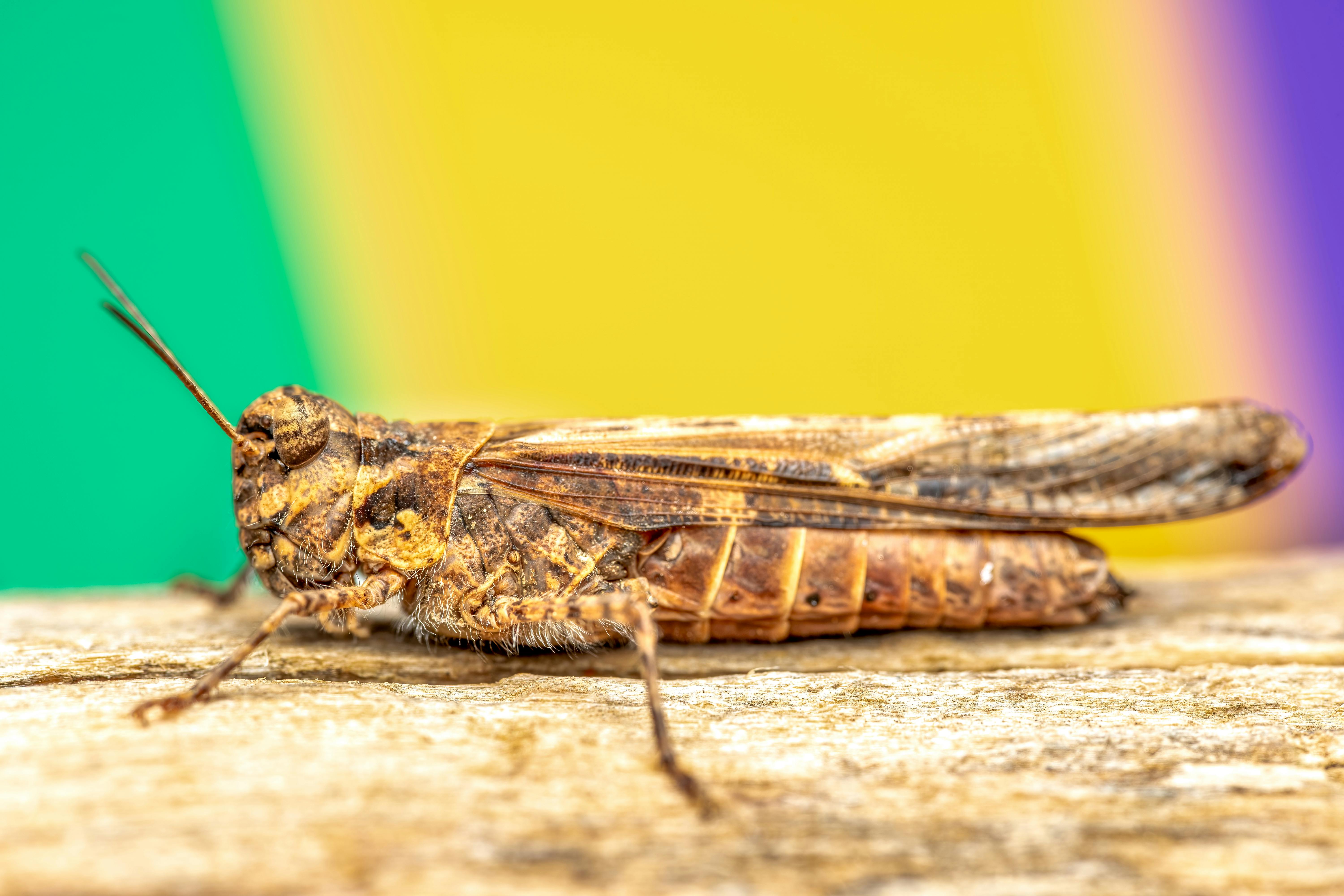 免费 一张棕色蚱蜢趴在木头上的微距照片，背景色彩虚化。 素材图片