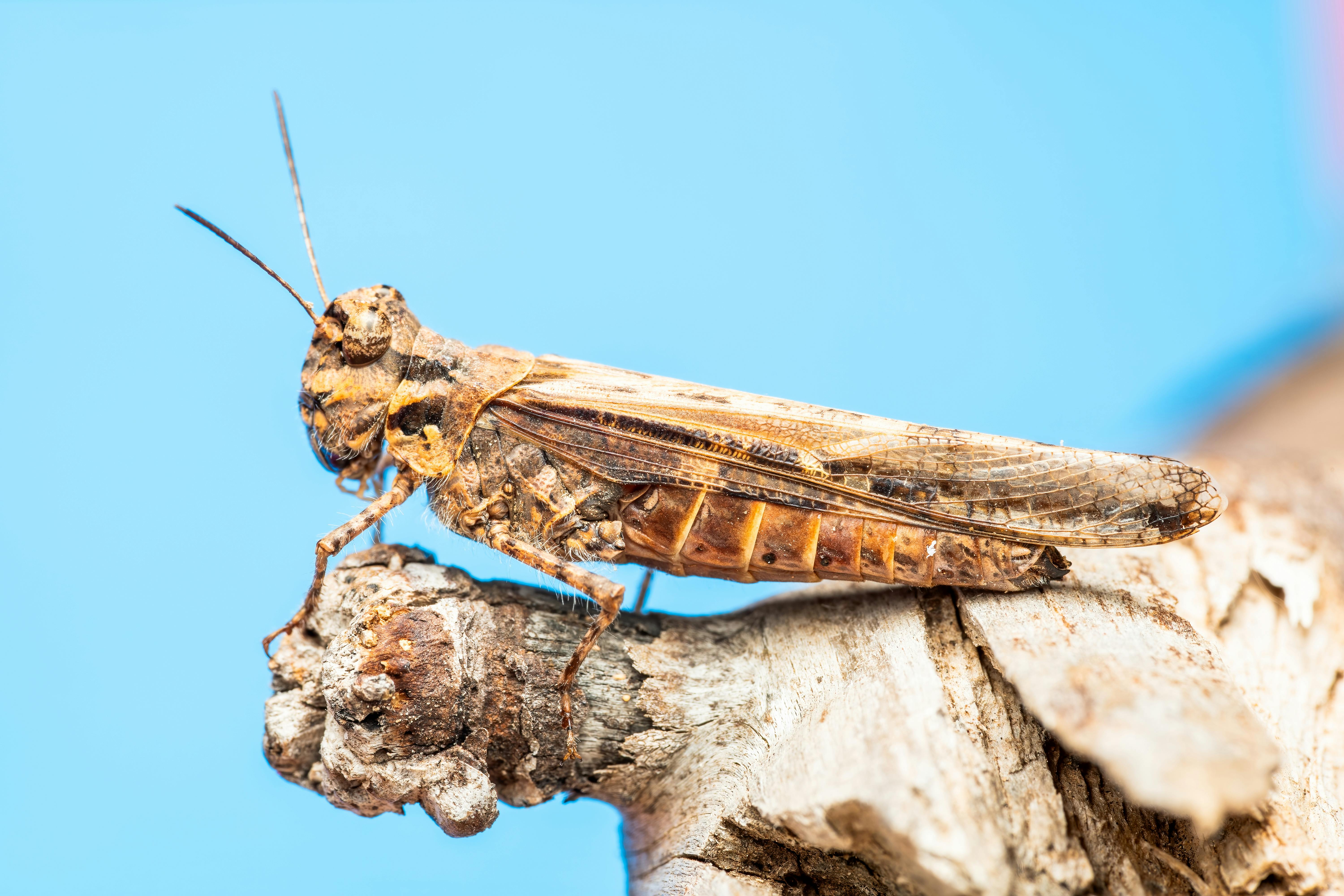 Free Detailed macro shot of a brown grasshopper resting on a dry trunk with a blue background. Stock Photo