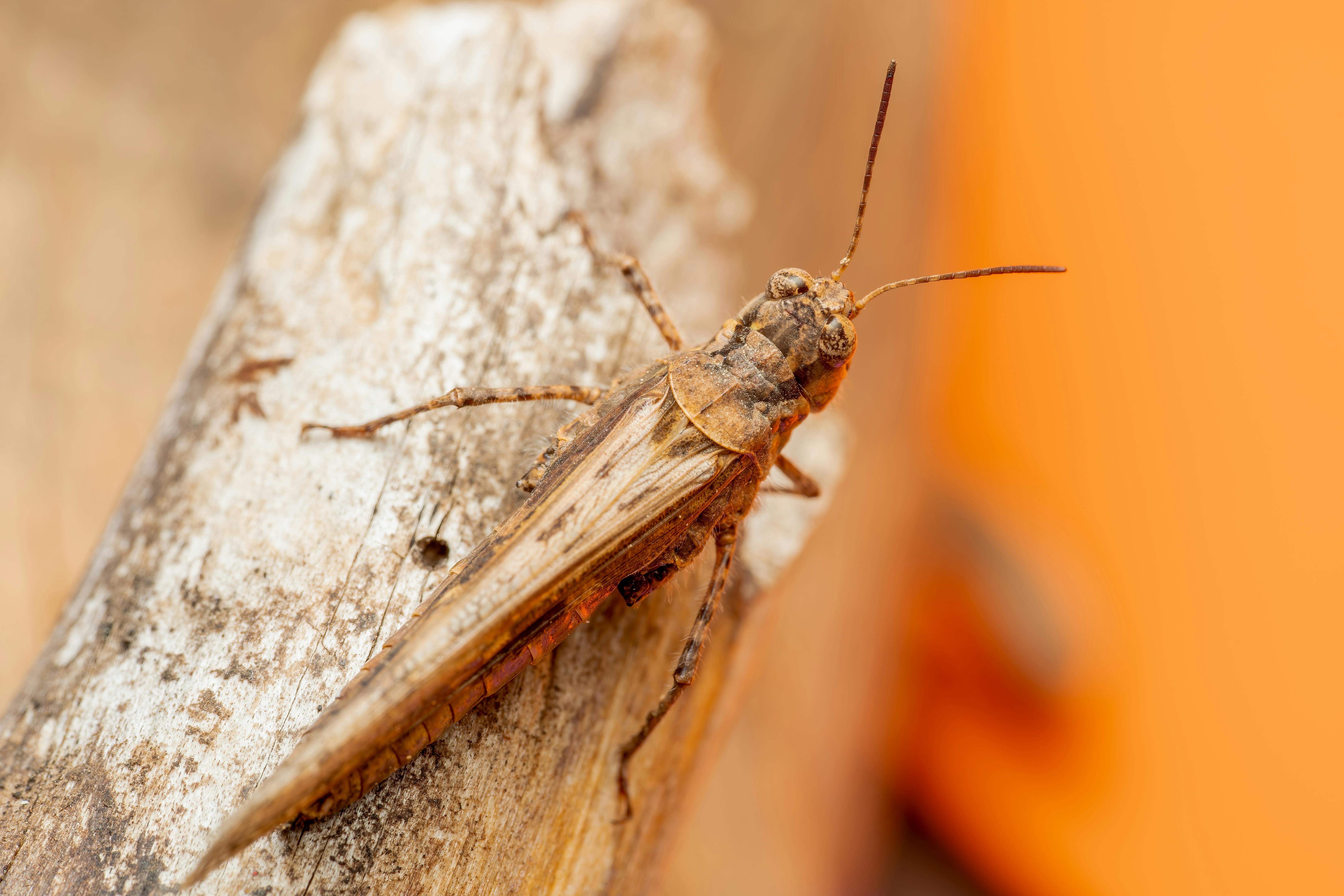 免费 一张棕色蚱蜢栖息在干燥木头上的特写微距照片，背景是橙色的。 素材图片