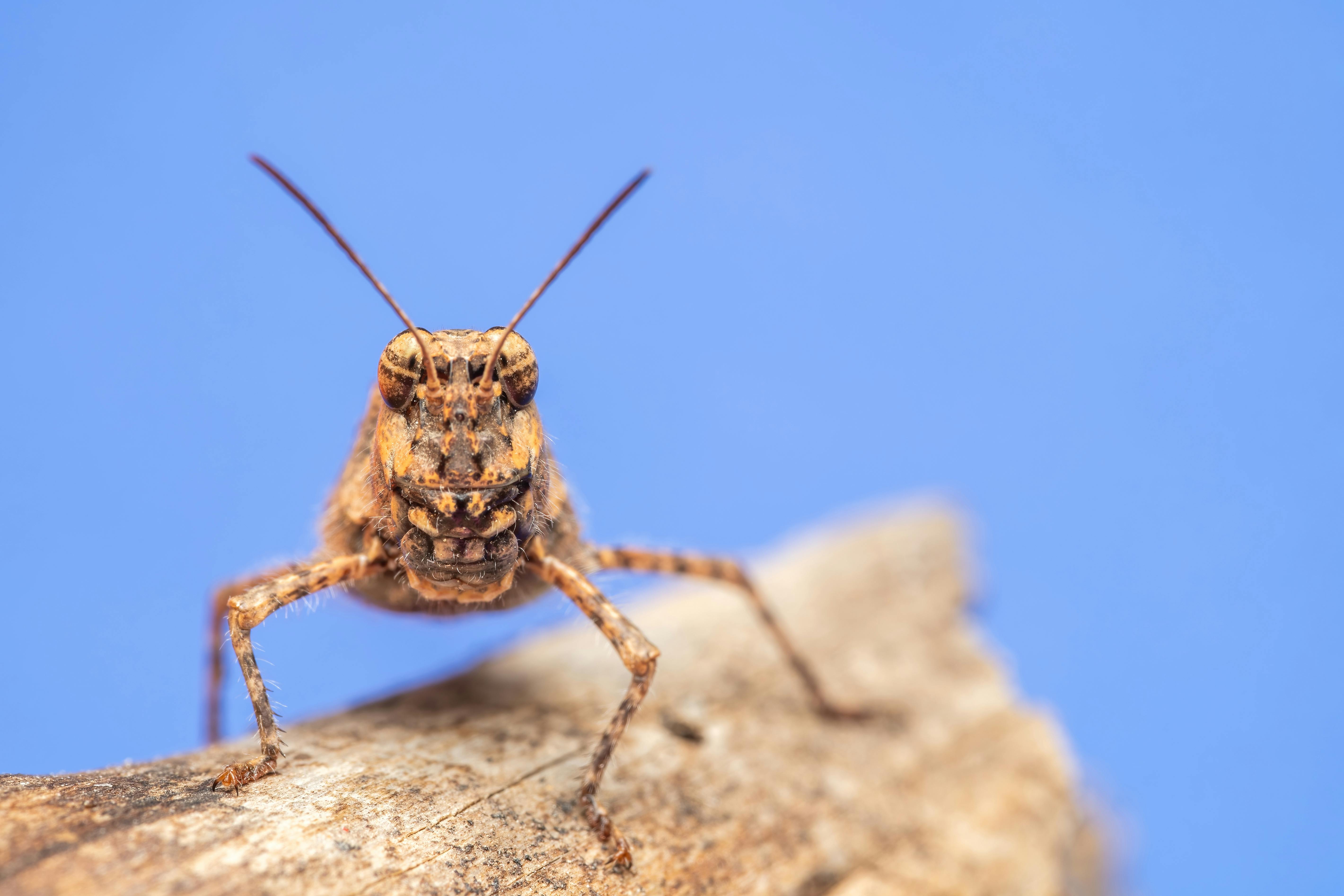 免费 特写镜头：一只棕色蚱蜢栖息在干燥的树干上，背景是蓝色。 素材图片