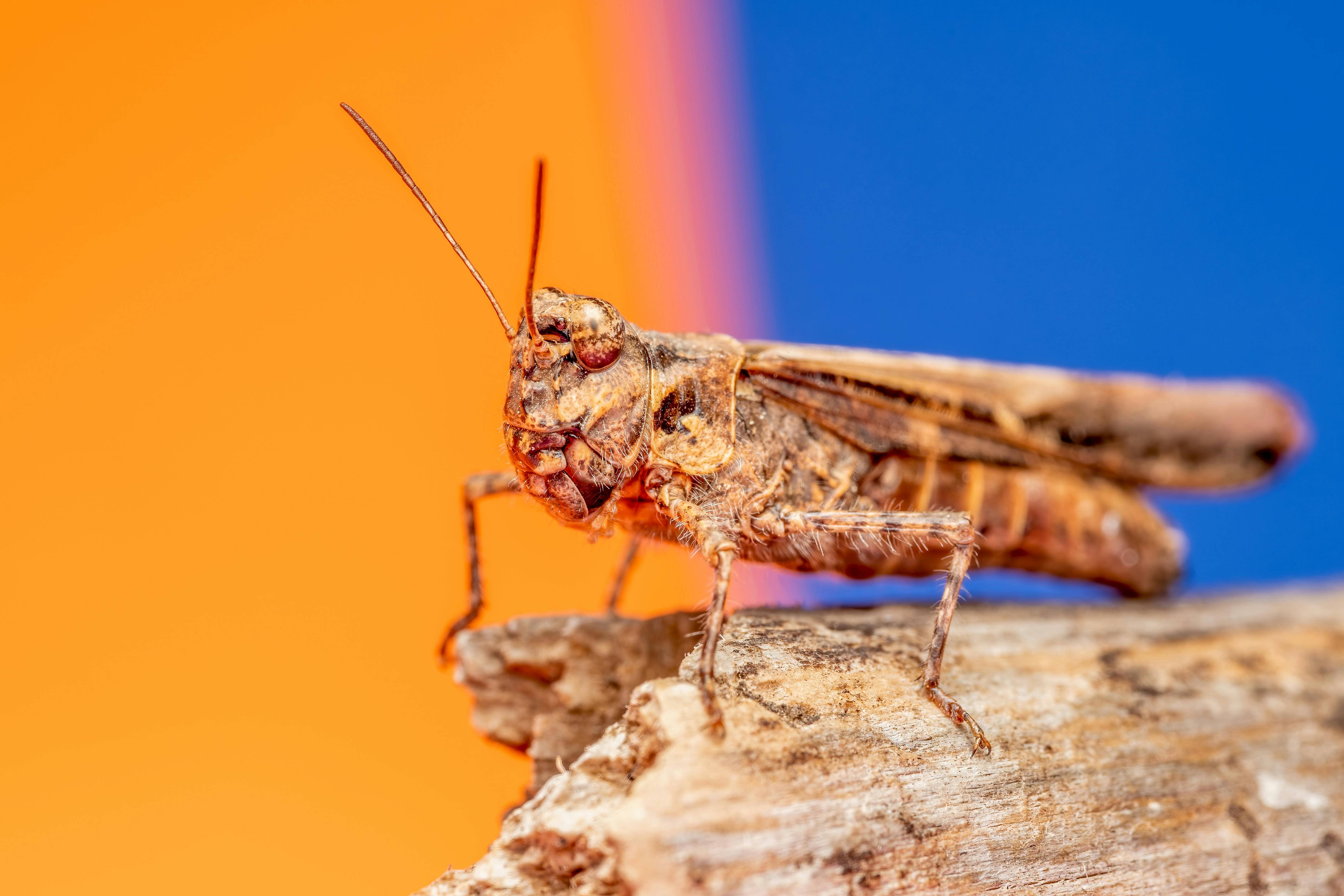 免费 insect虫, 书, 充满活力的背景 的 免费素材图片 素材图片
