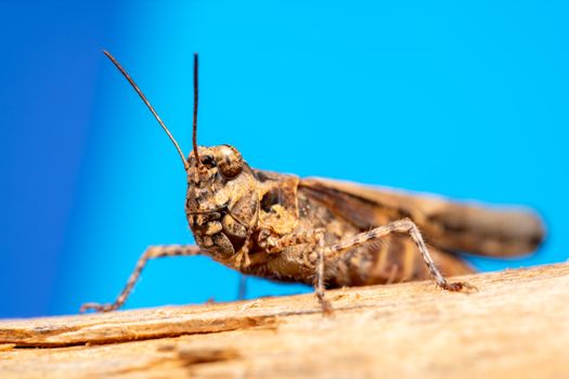 Close-up of a brown grasshopper resting on a dry trunk against a blue background, showcasing intricate details.