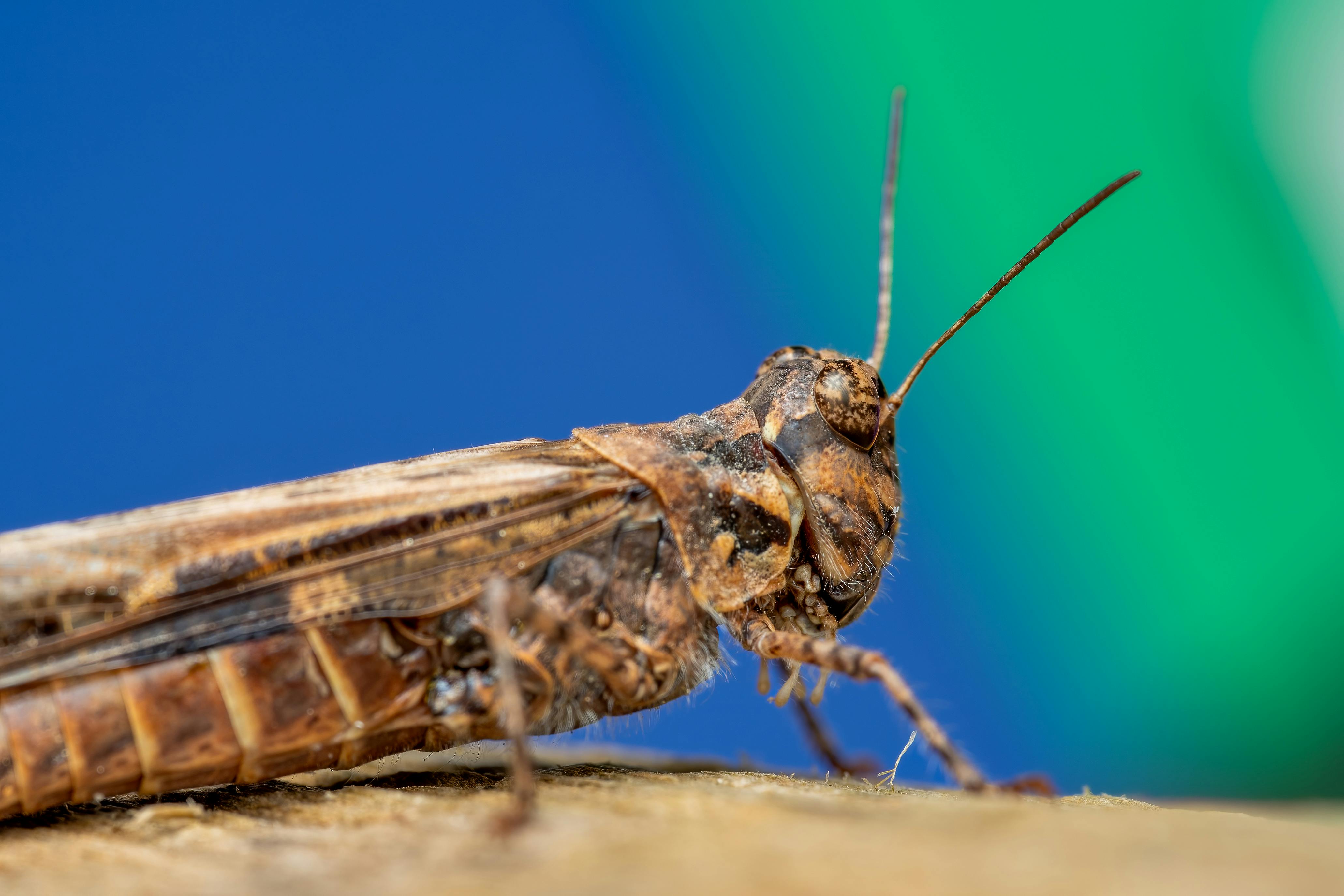 Free Detailed macro photograph of a brown grasshopper resting on a tree with a blurred colorful background. Stock Photo