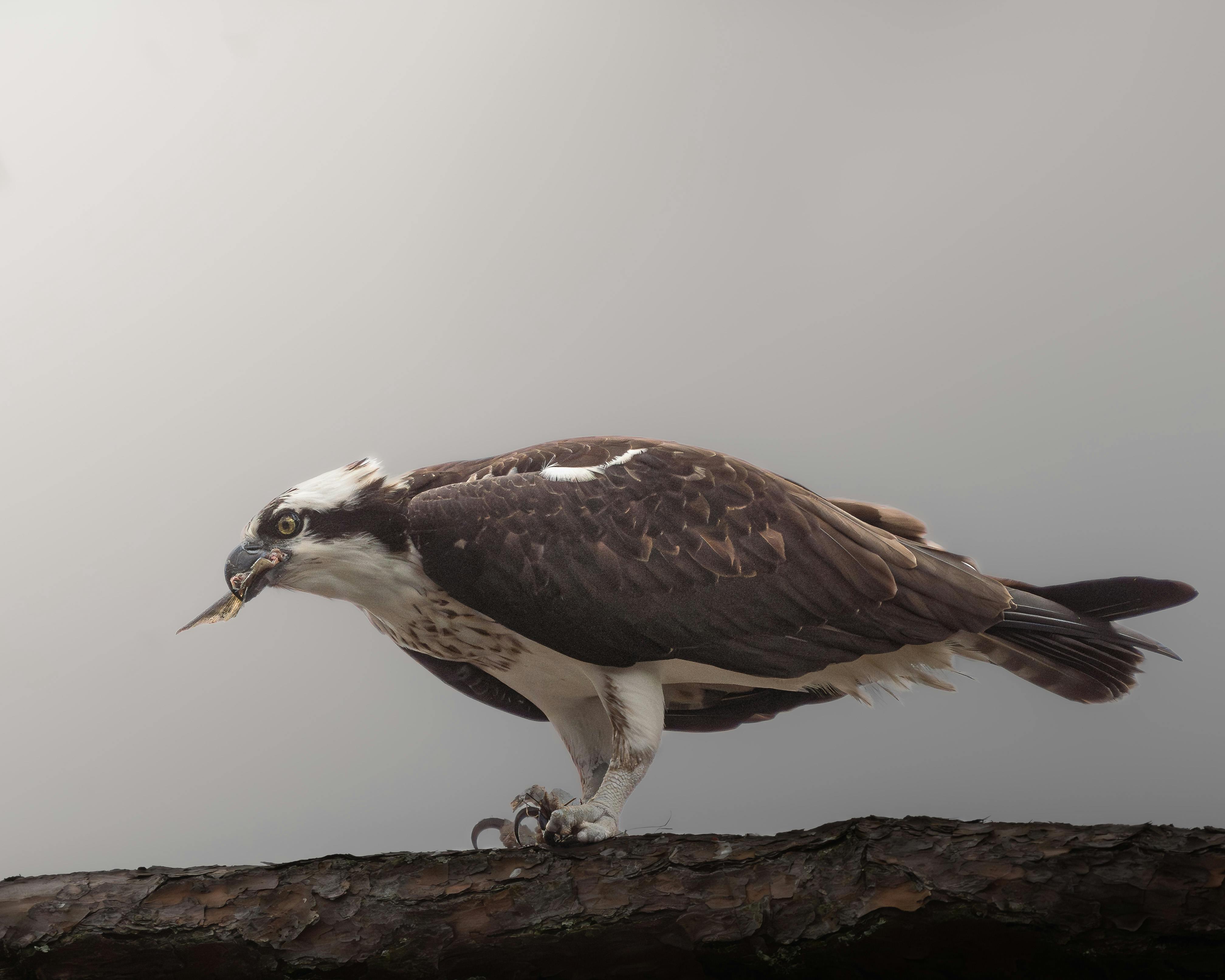 Zadarmo Rybár morský sediaci s rybou v zobáku ukazuje divokú zver v akcii na pozadí neutrálnej oblohy. Fotka z fotobanky