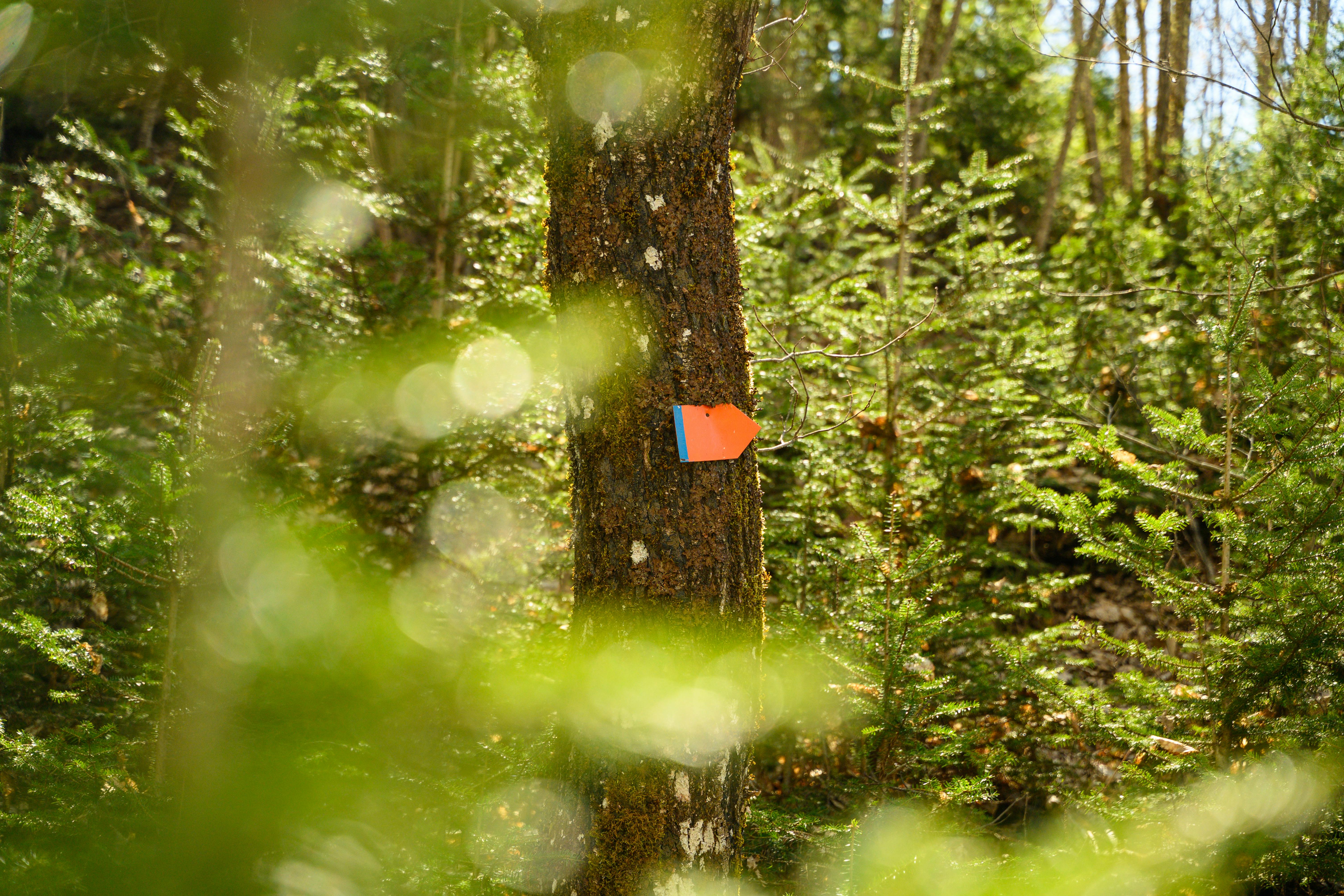 Безкоштовне стокове фото на тему «безтурботний, боке, ботанічний» стокове фото