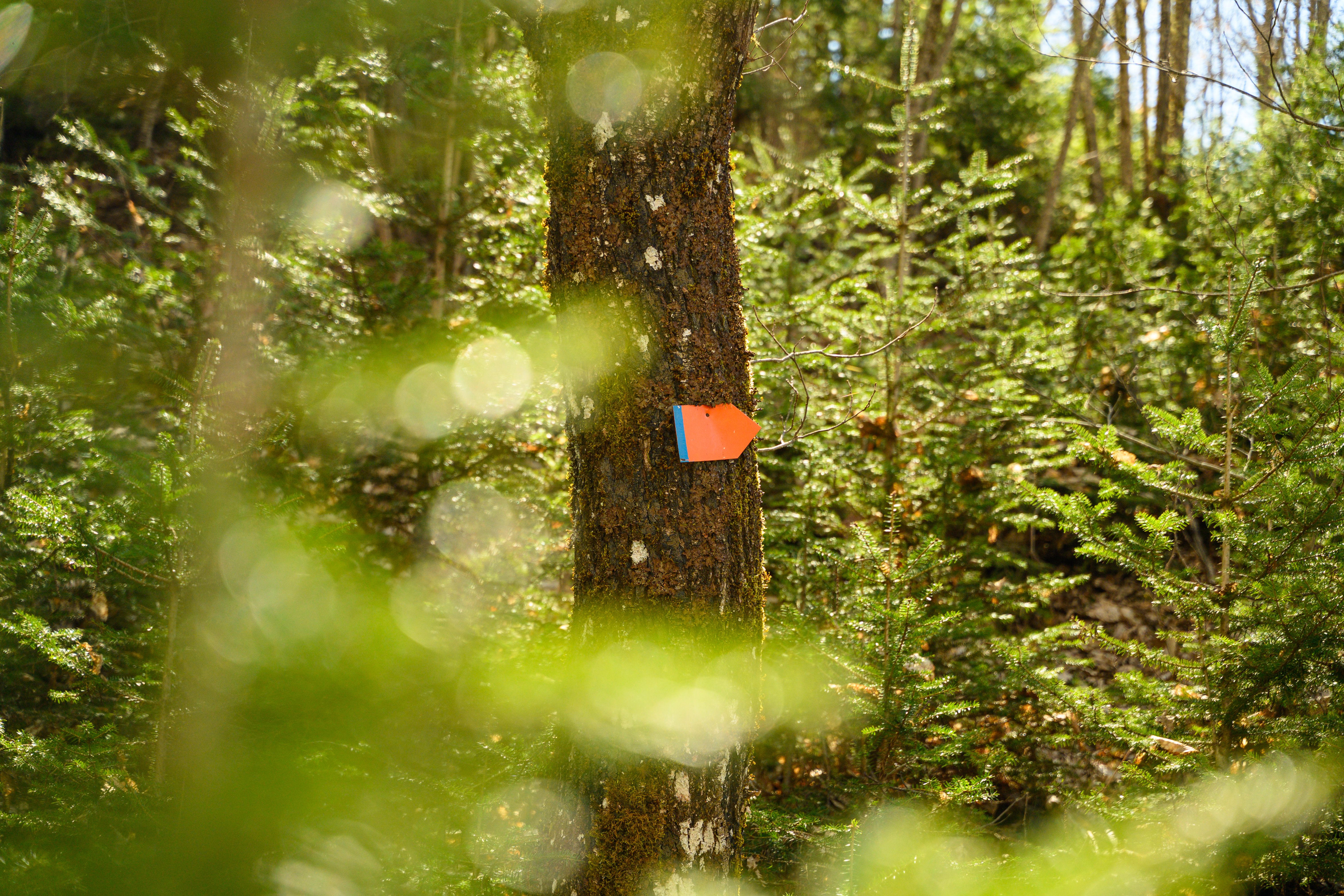 Vibrant Forest Scene with Directional Sign · Free Stock Photo