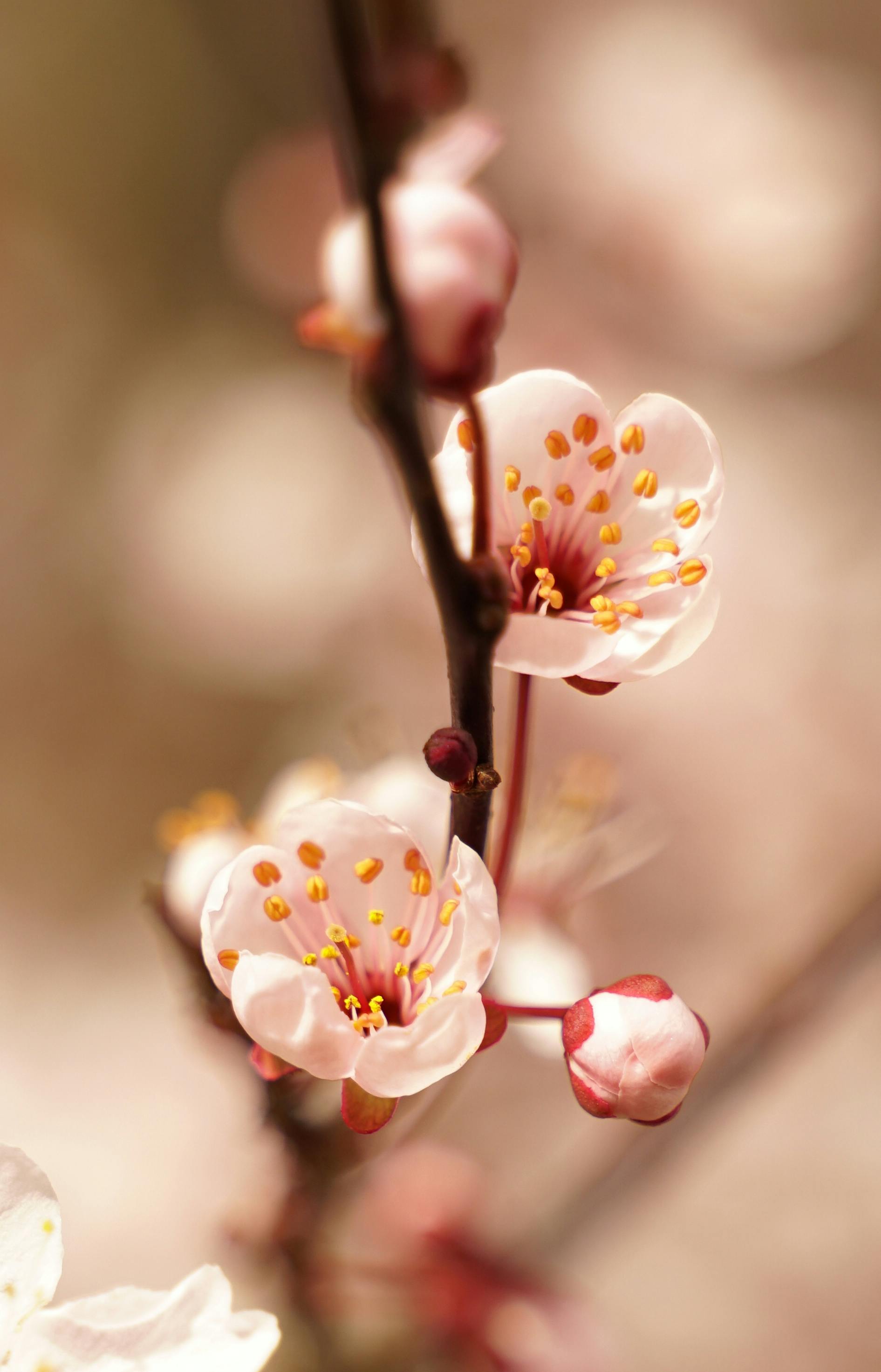 Zadarmo Jemné čerešňové kvety kvitnú v jarnom slnku a zachytávajú krásu prírody. Fotka z fotobanky