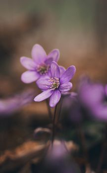 Beautiful close-up of purple anemone flowers in a natural setting, showcasing delicate petals.