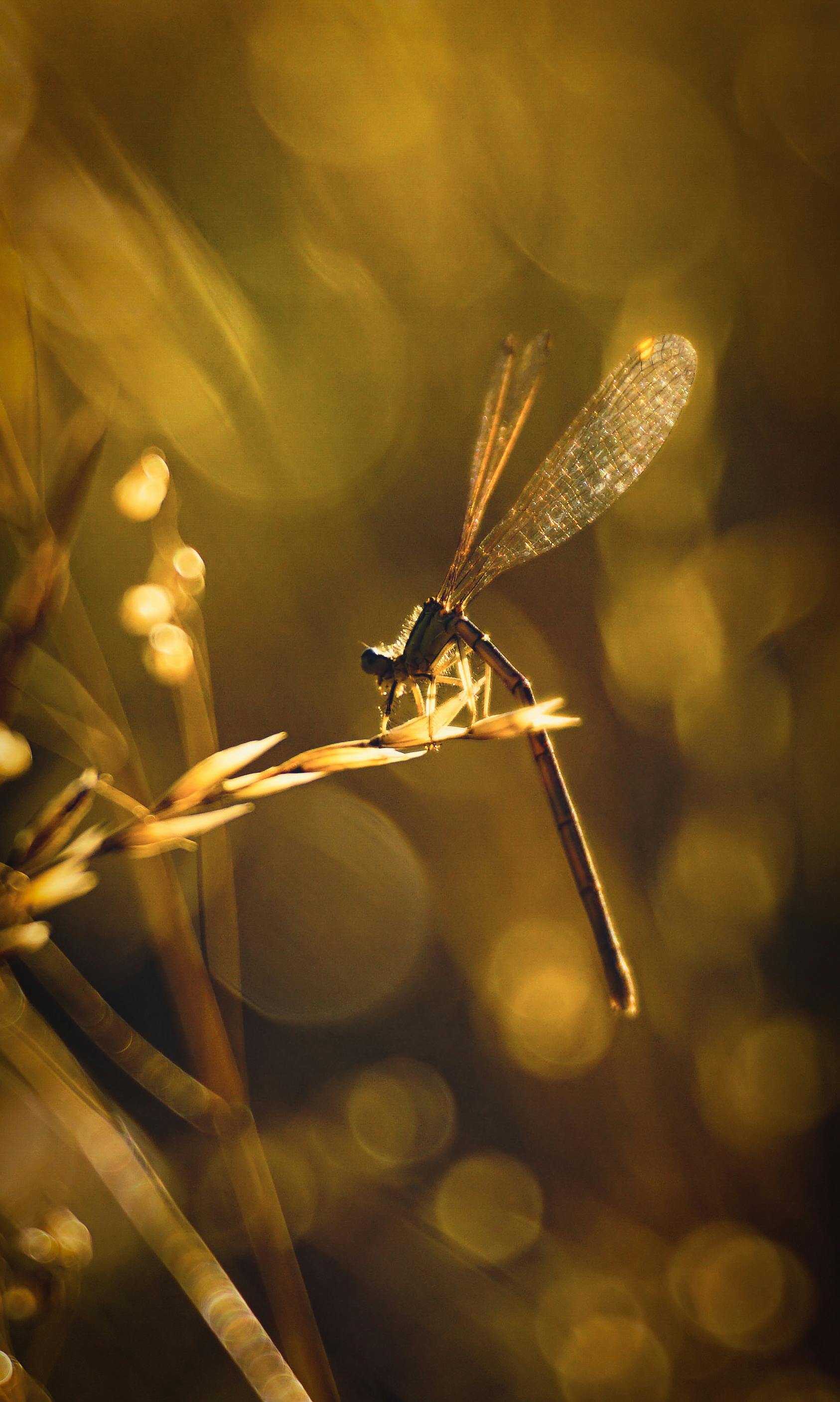 Miễn phí Ảnh cận cảnh lúc hoàng hôn của một con chuồn chuồn đậu trên cành cây, với phông nền bokeh mộng mơ. Ảnh lưu trữ