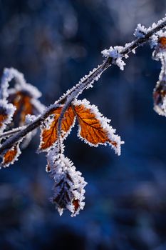 Beautiful frosty leaves on a branch, capturing the transition from autumn to winter.