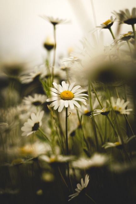 Close-up of daisies in a field, capturing the essence of spring with a soft, blurred background.