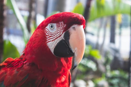 Selective Focus Close-up Photo of Red Macaw