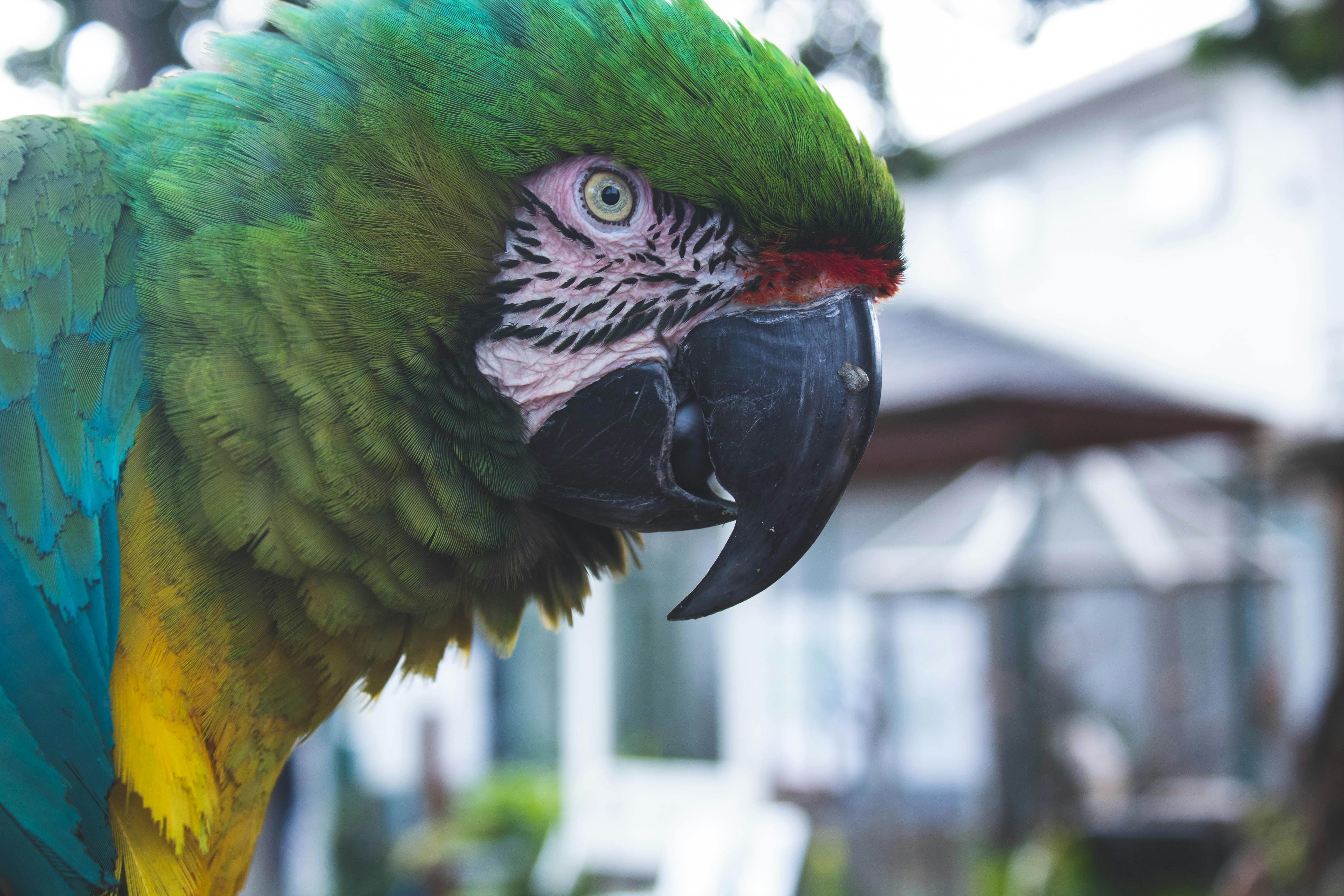Foto Stok Gratis Tentang Burung Macaw Biru Dan Kuning Makau