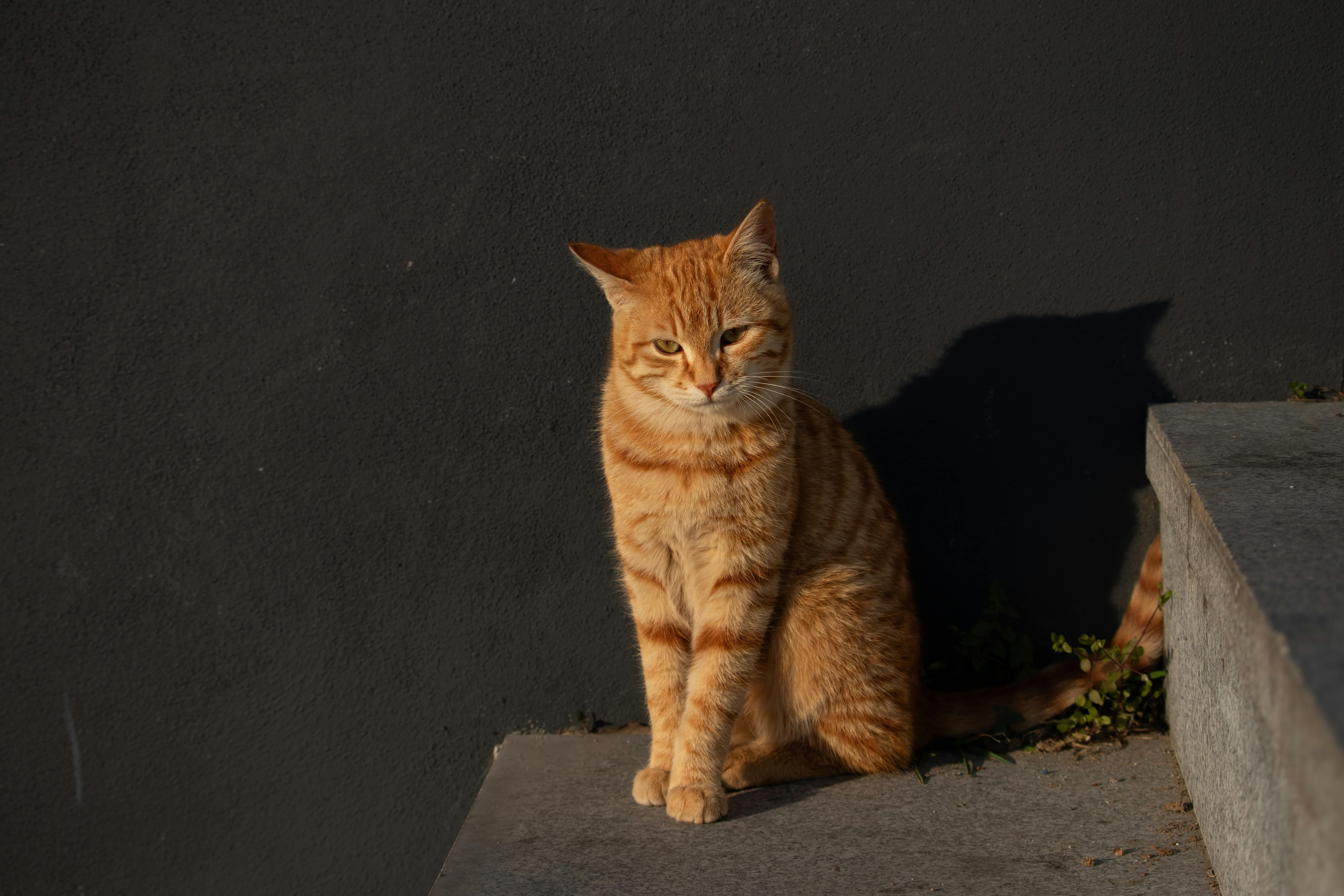 ฟรี คลังภาพถ่ายฟรี ของ การถ่ายภาพสัตว์เลี้ยง, การแสดงออกของแมว, ขนขิง คลังภาพถ่าย