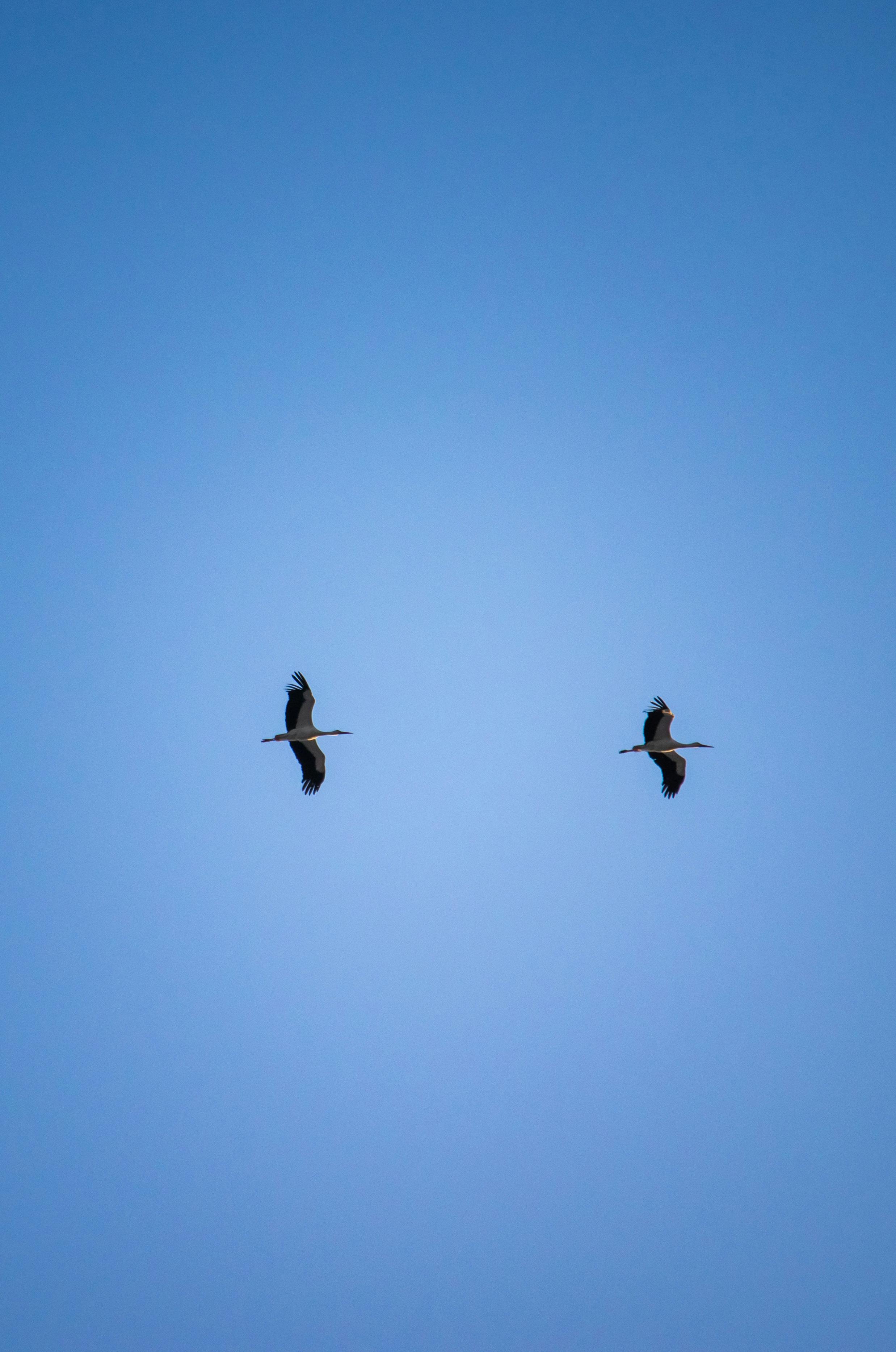 Miễn phí Ảnh lưu trữ miễn phí về ánh sáng tự nhiên, ban ngày, bầu trời Ảnh lưu trữ