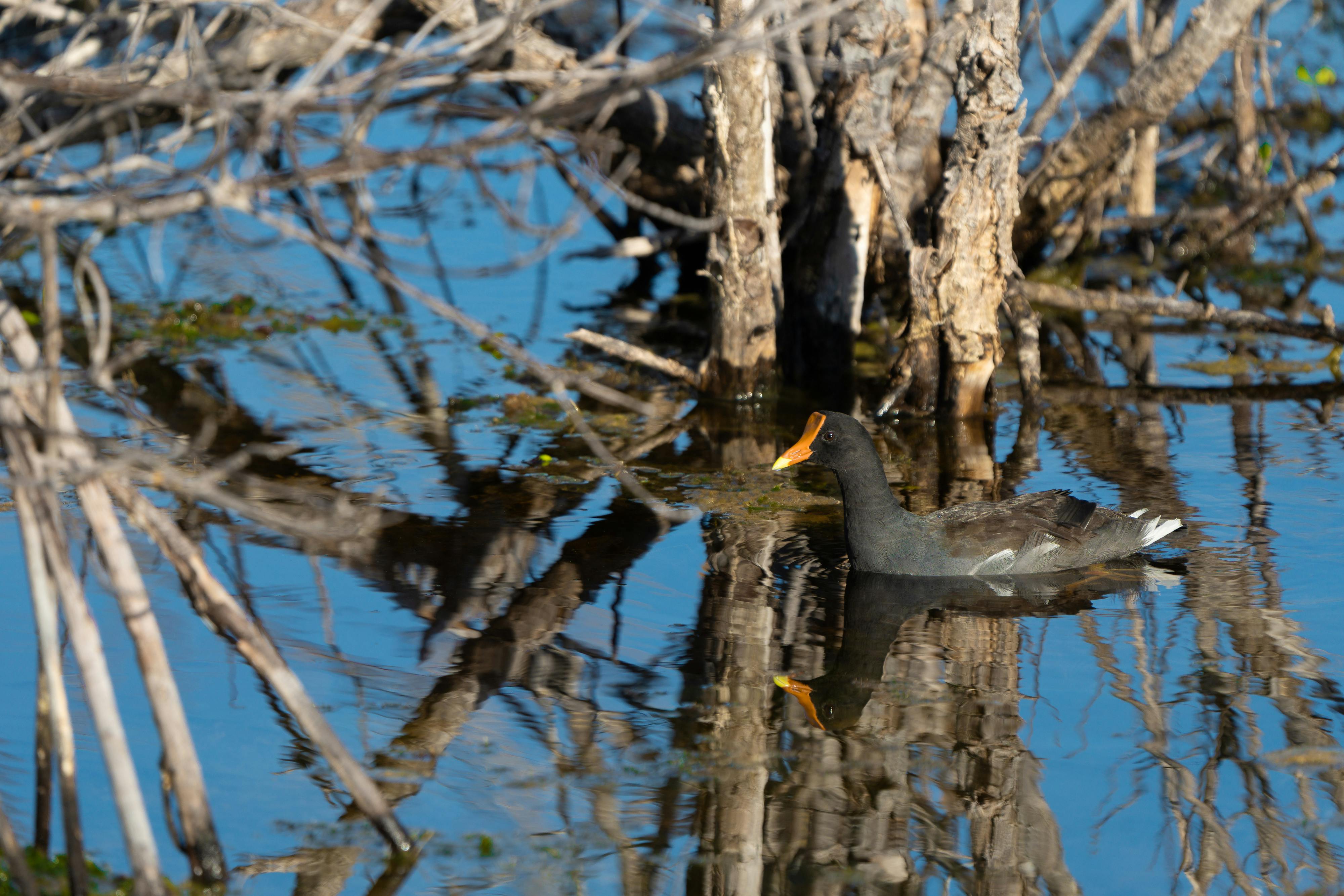 Miễn phí Gà nước thường bơi giữa rễ cây đước ở Sanibel, Florida. Ảnh lưu trữ