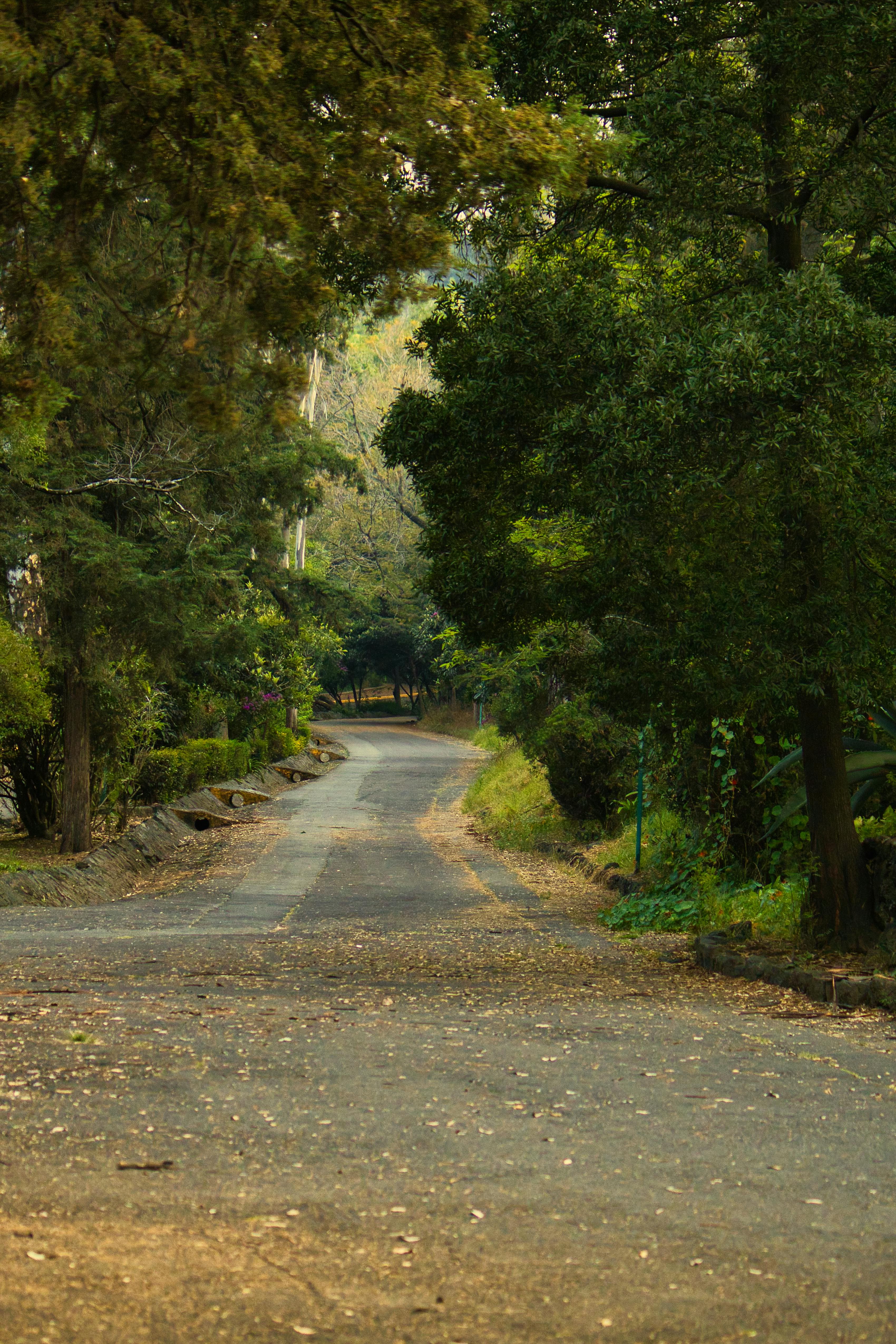 Zadarmo Fotobanka s bezplatnými fotkami na tému 4k les, adnveture v lese, biotop voľne žijúcich živočíchov Fotka z fotobanky