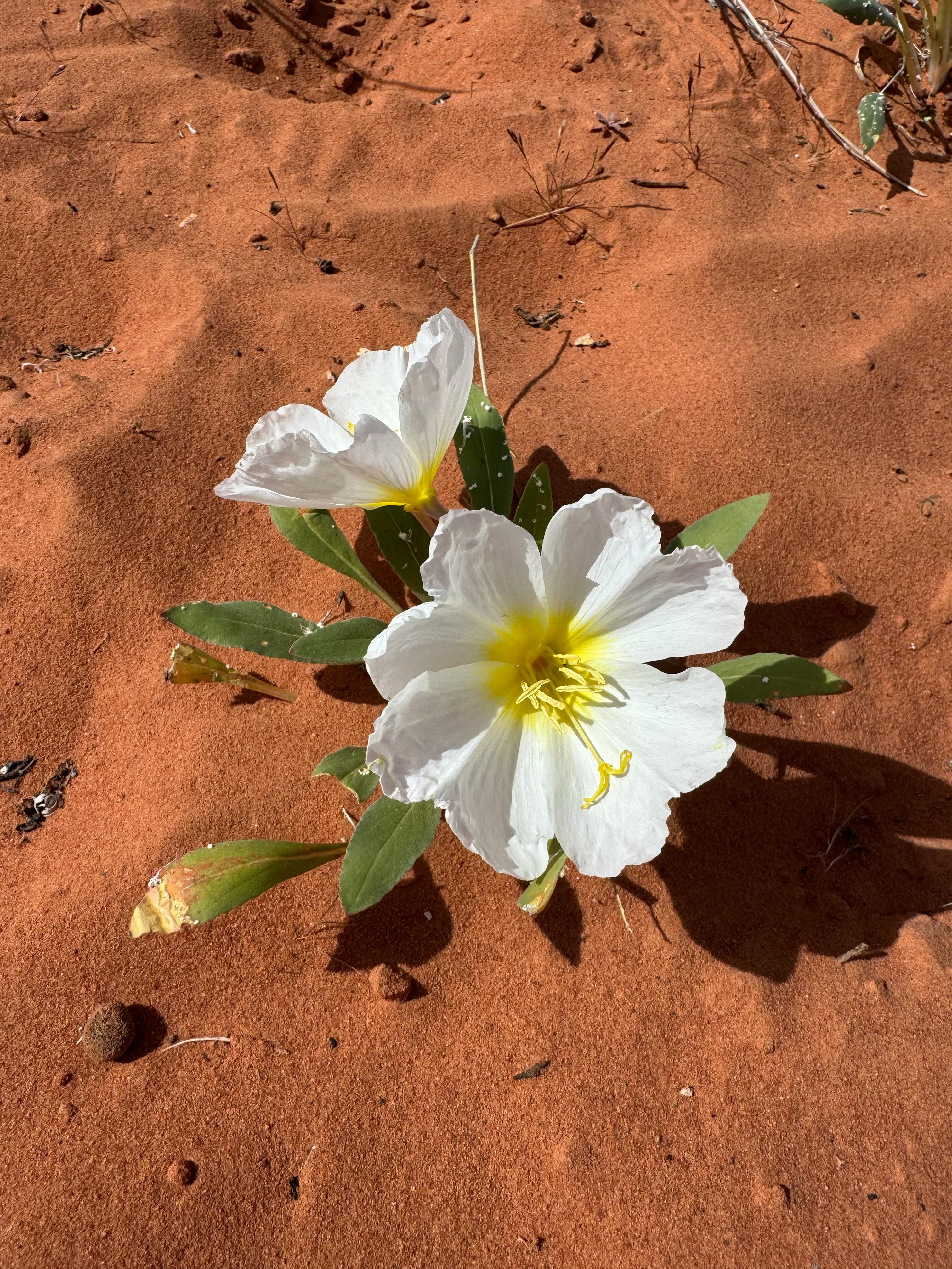 Miễn phí Những bông hoa anh thảo sa mạc trắng nở rộ tuyệt đẹp trên nền cát đỏ ở thung lũng Moapa, Nevada. Ảnh lưu trữ