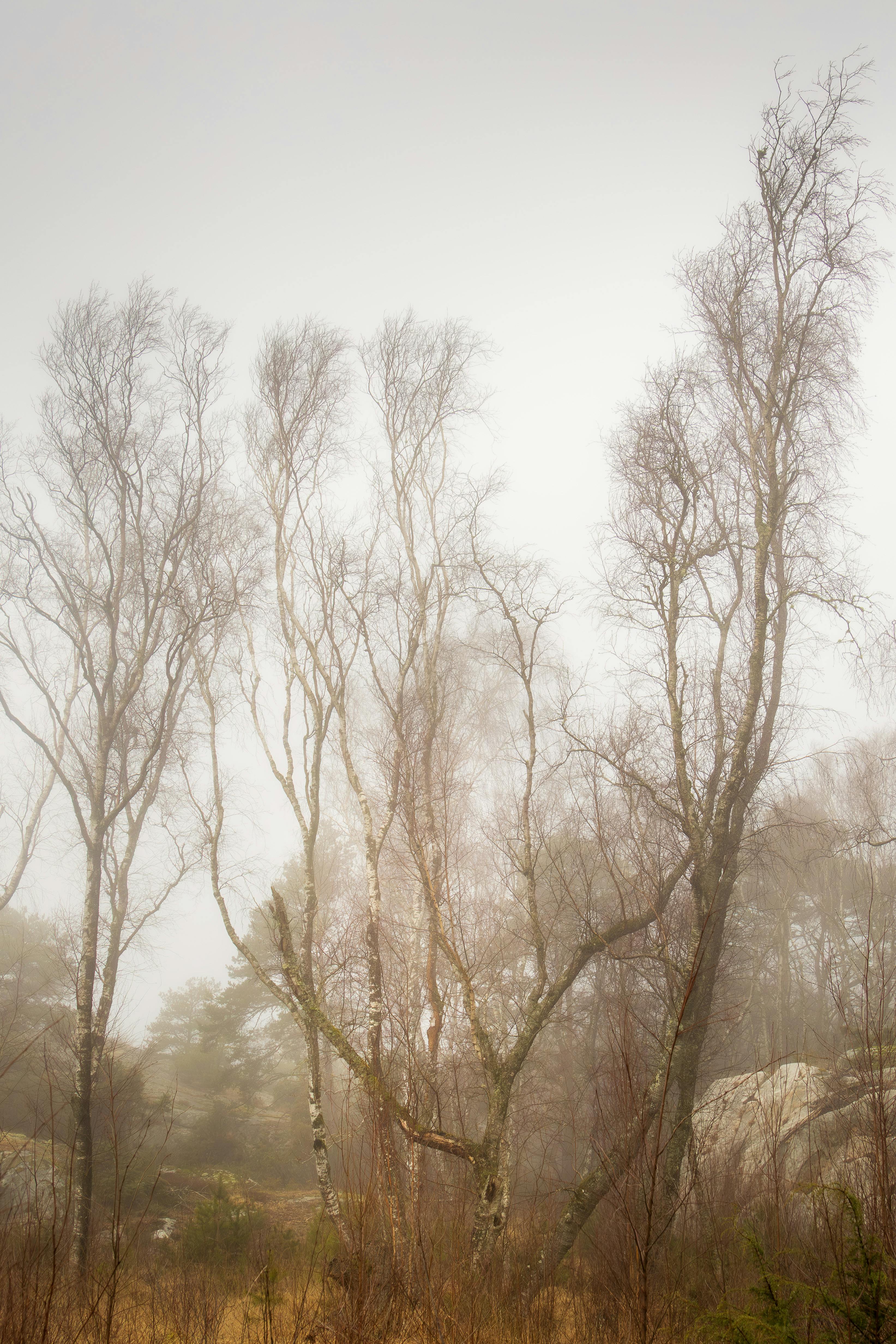 bezplatná Základová fotografie zdarma na téma atmosférický, botanický, bříza Základová fotografie