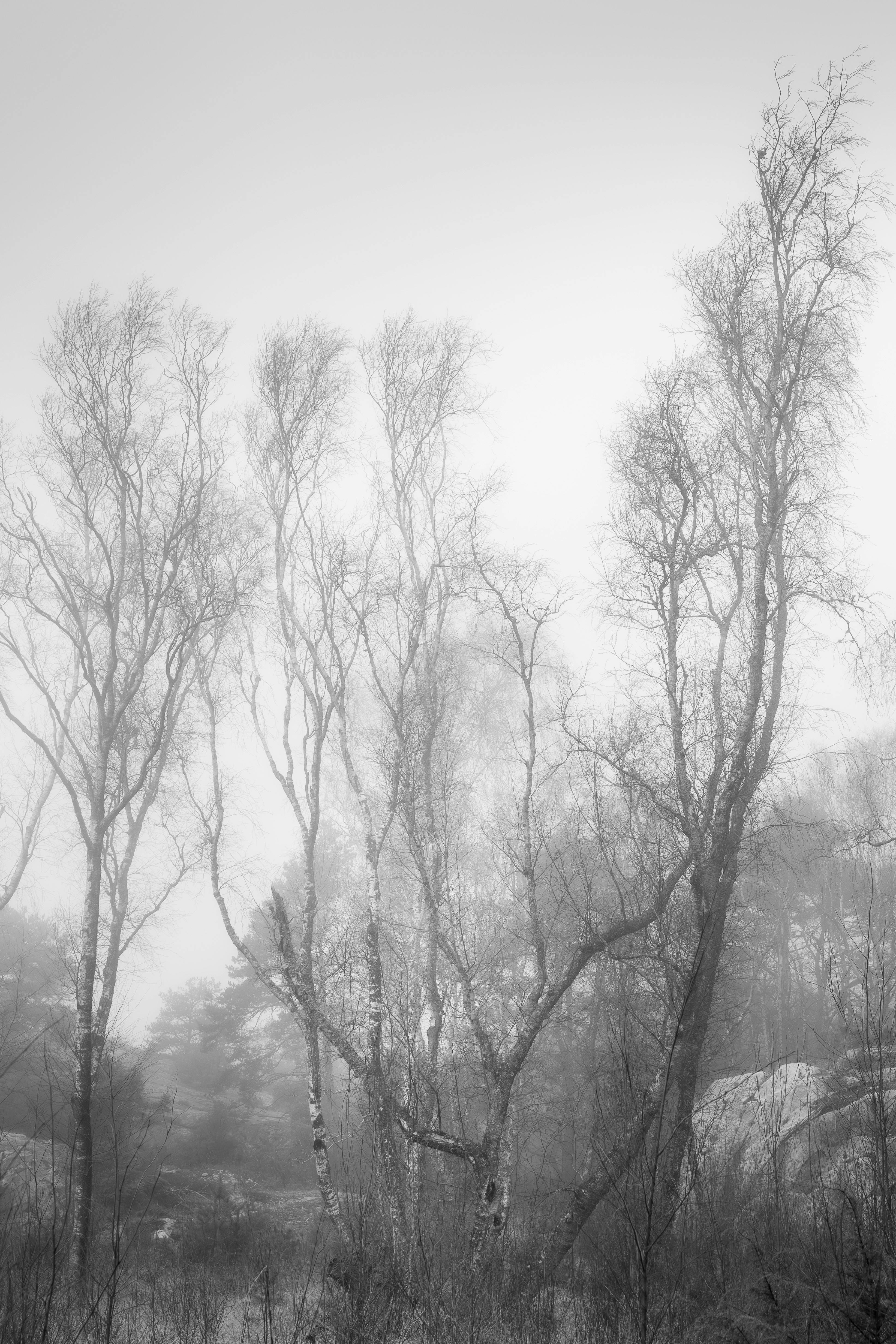 Zadarmo Fotobanka s bezplatnými fotkami na tému breza, brezy, divá príroda Fotka z fotobanky