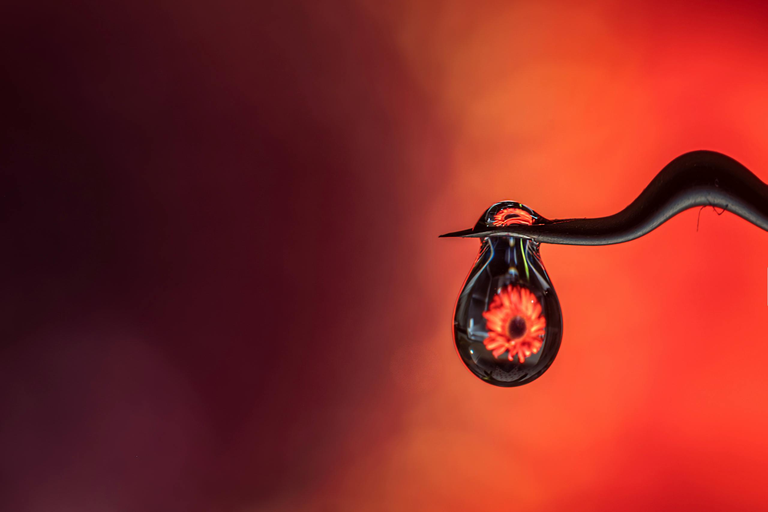 Zadarmo Makrofotografia kvapky rosy odrážajúcej žiarivý kvet s farebným bokeh pozadím. Fotka z fotobanky