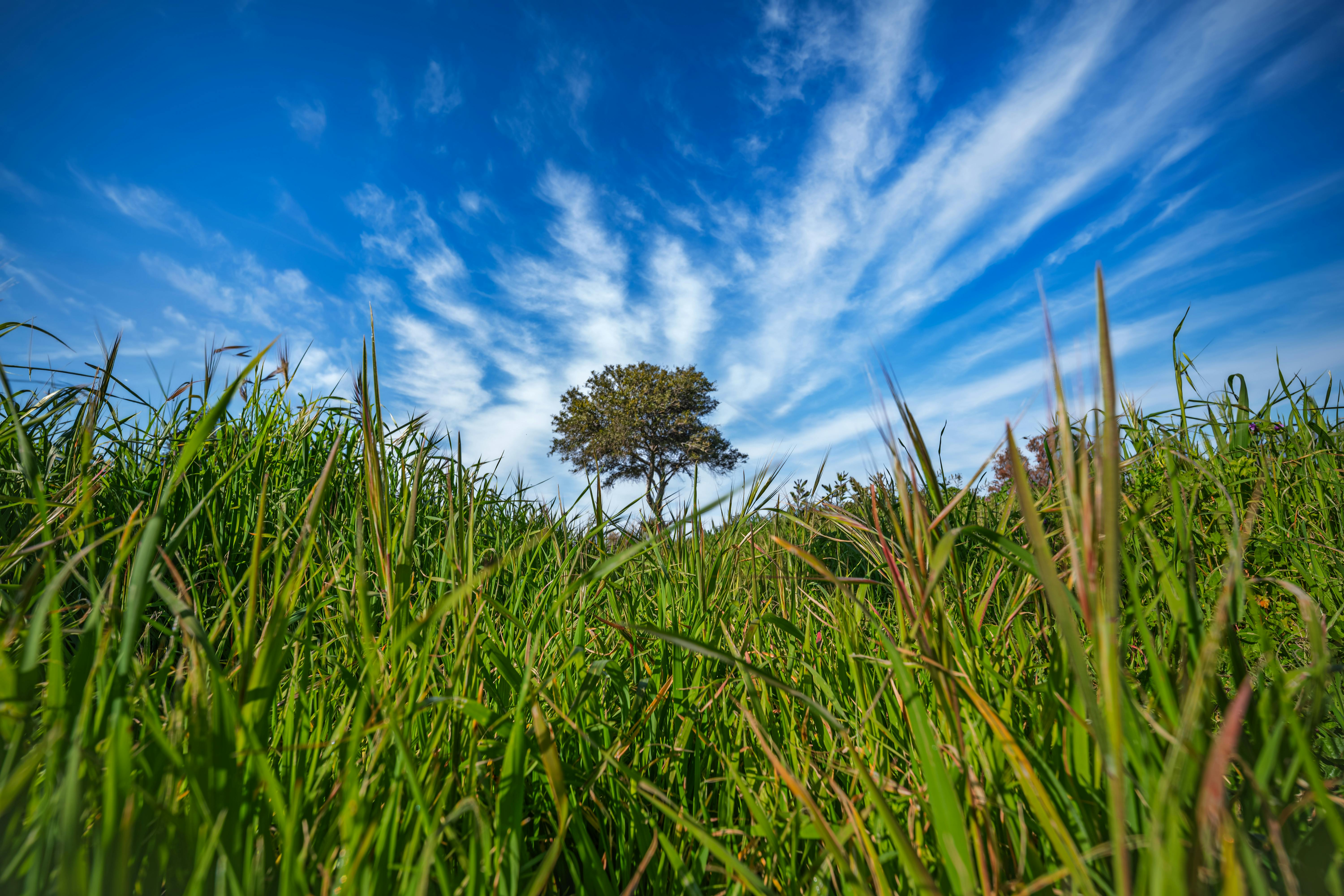Miễn phí Một cây đơn độc đứng sừng sững giữa thảm cỏ xanh mướt dưới bầu trời đầy mây tuyệt đẹp ở İzmir, Thổ Nhĩ Kỳ. Ảnh lưu trữ