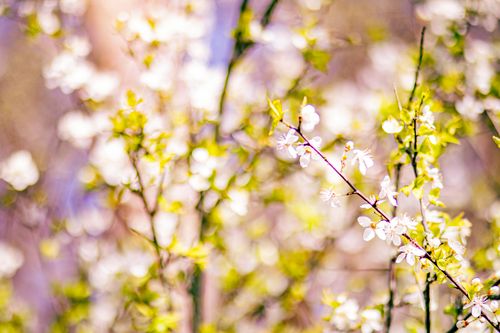 Free stock photo of cherry blossom, cherry blossoms, little flowers Stock Photo