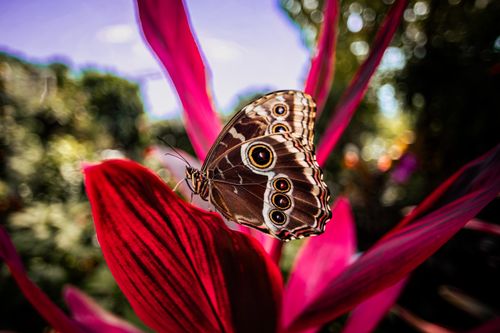 Free stock photo of blue morpho, butterfly Stock Photo