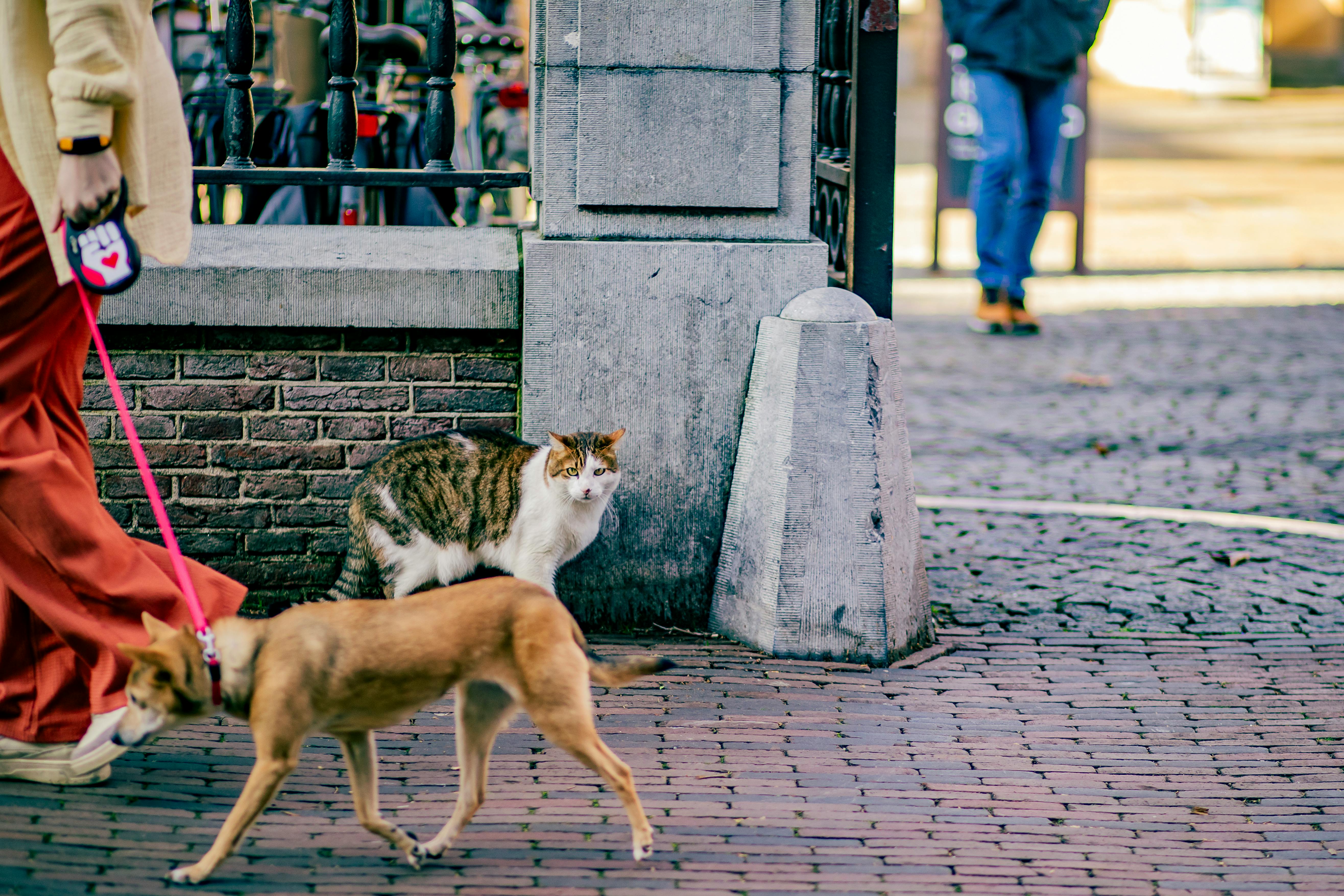 免費 一張抓拍的街頭照片，捕捉到一隻貓在城市背景下觀察一隻被拴著的狗的畫面。 圖庫相片