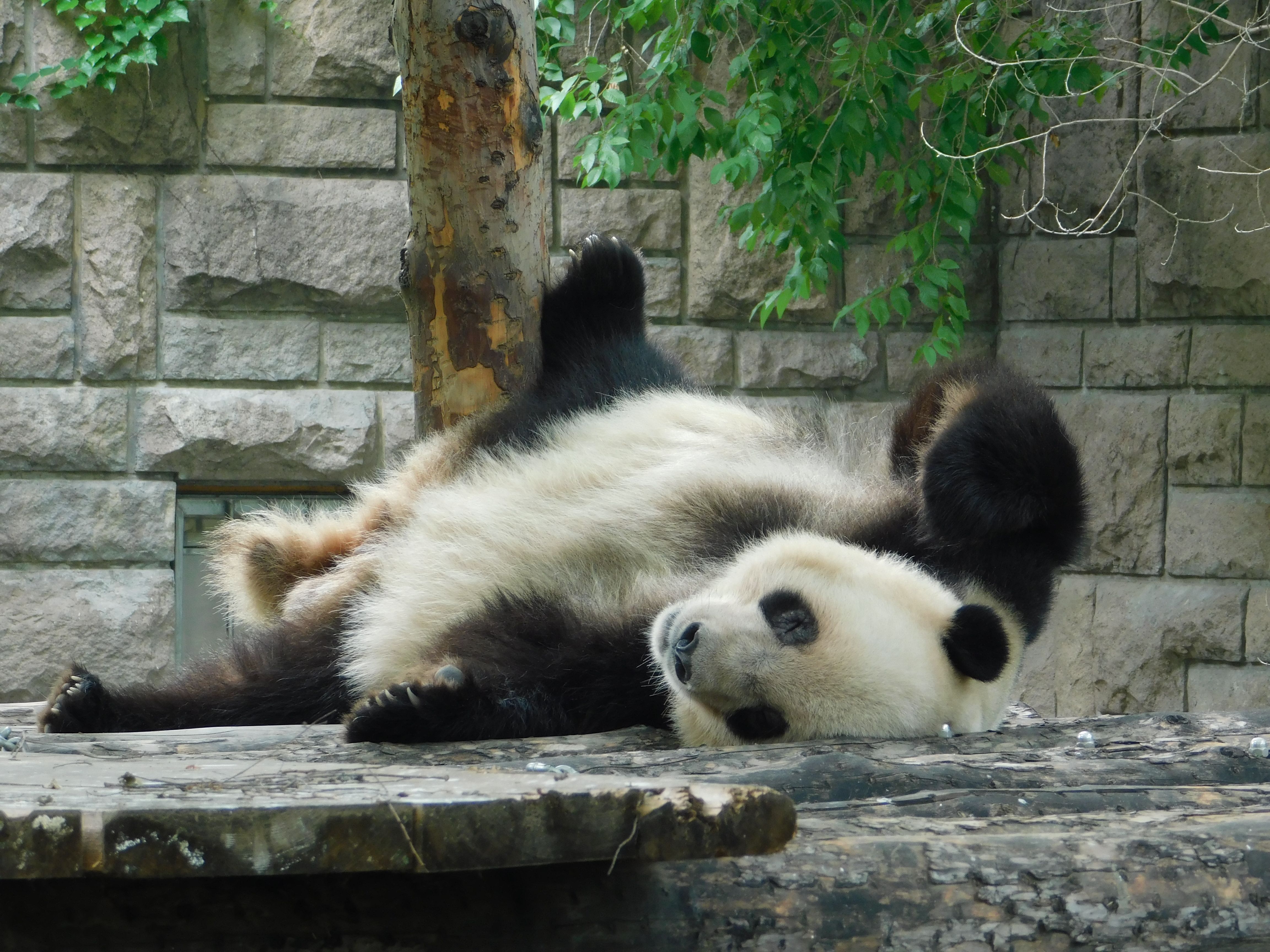 Panda Sitting on Top of a Wood · Free Stock Photo