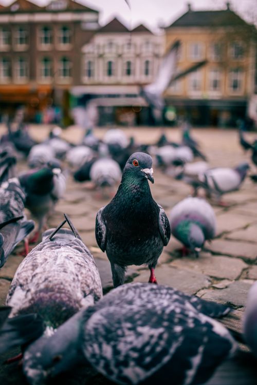 Free Group of pigeons on a cobbled street in Gouda, Netherlands during the day. Stock Photo