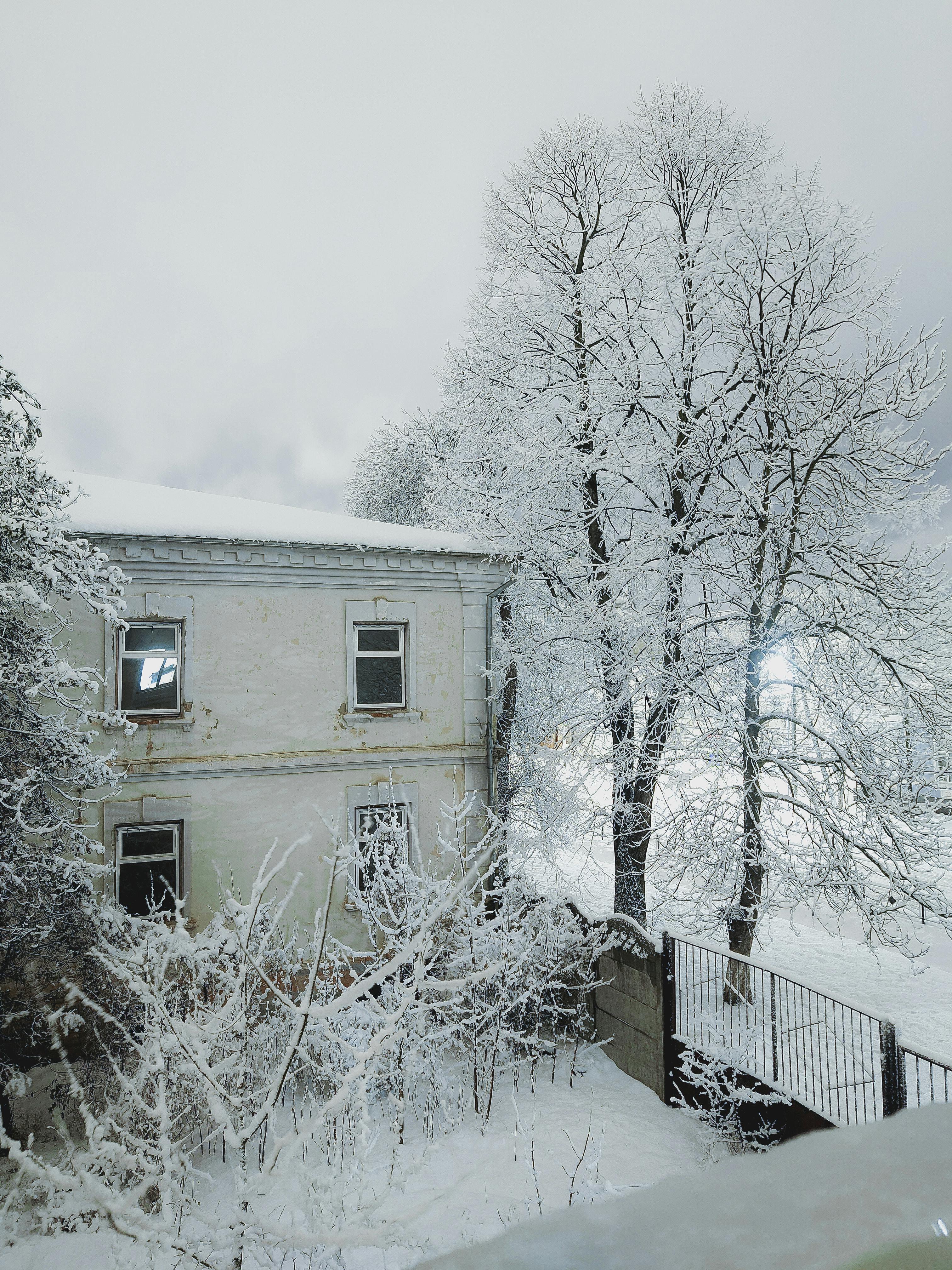 Zadarmo Pokojná zimná scéna so zasneženými stromami vedľa opustenej budovy. Fotka z fotobanky